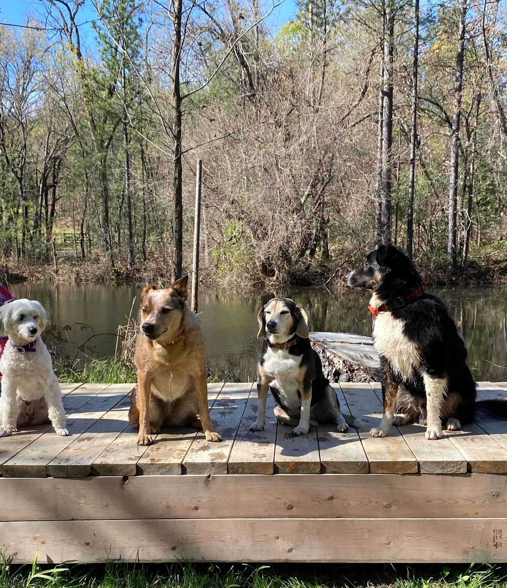 Even the dogs had a fantastic time