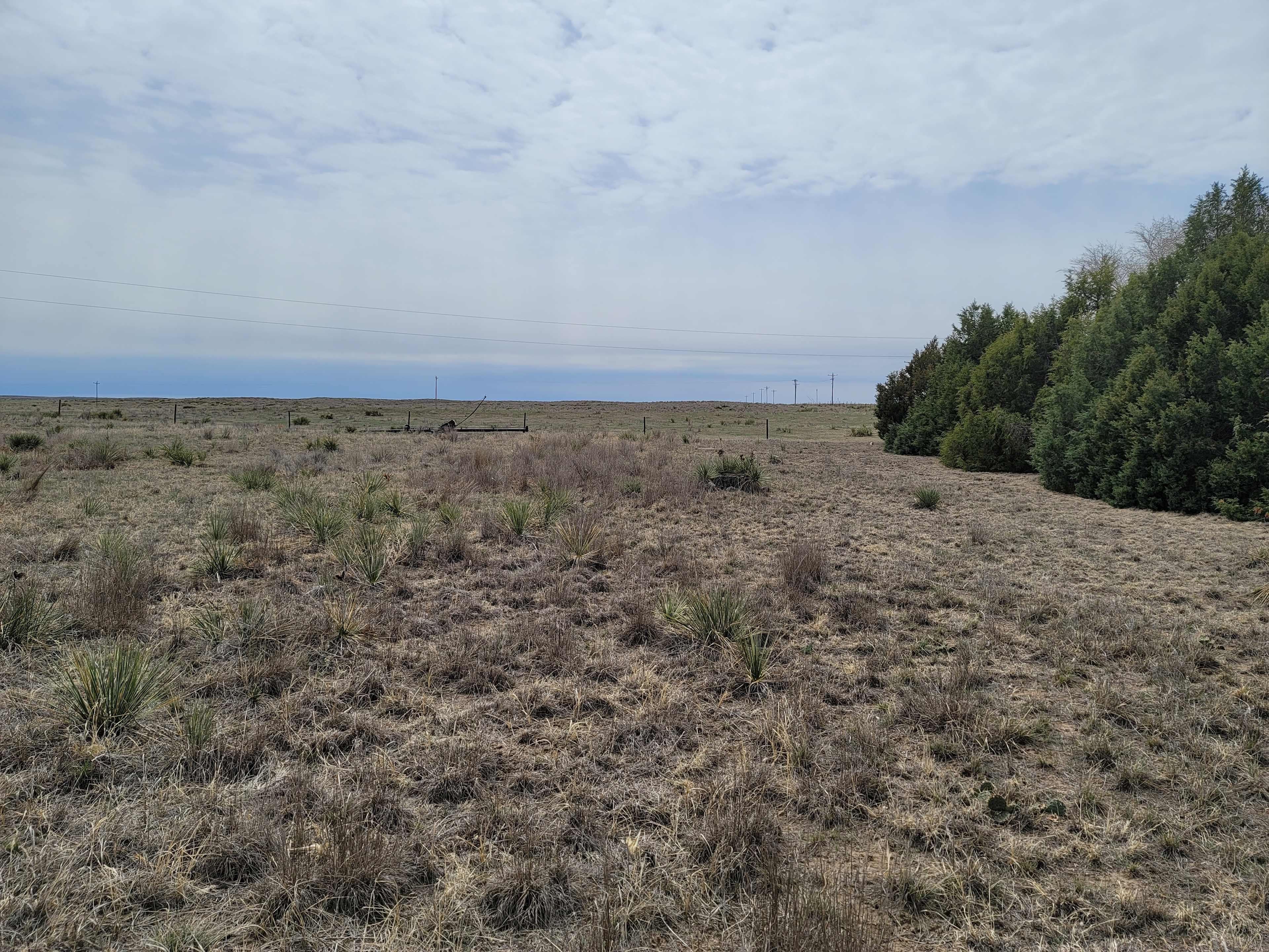 Open pasture sandhills