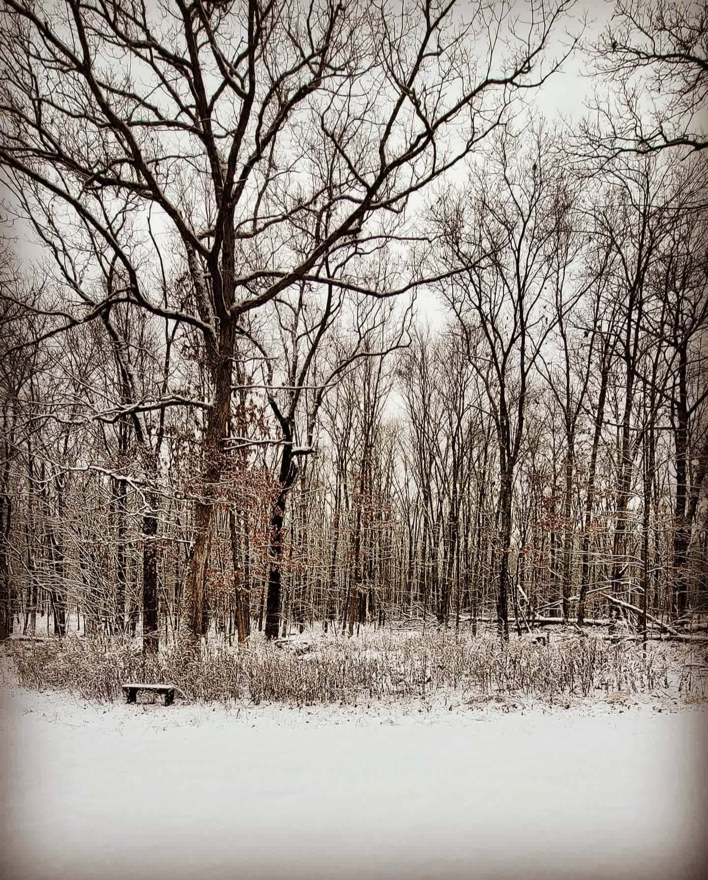 Welcome to the PicPav Woods