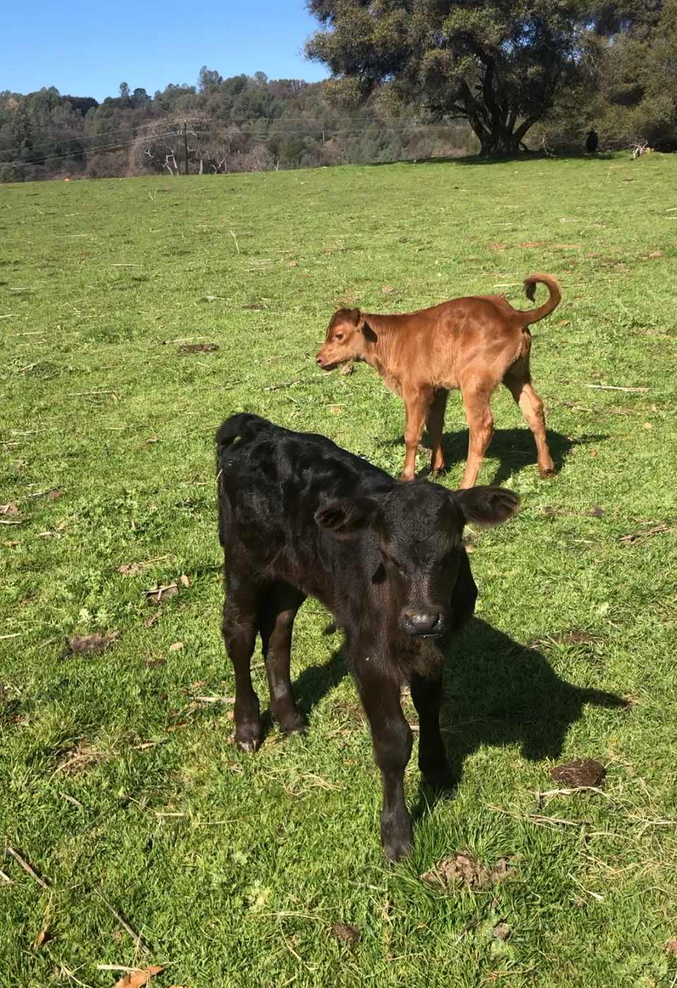 Two newborns  red and black Angus, raise on fresh milk from there mommas 