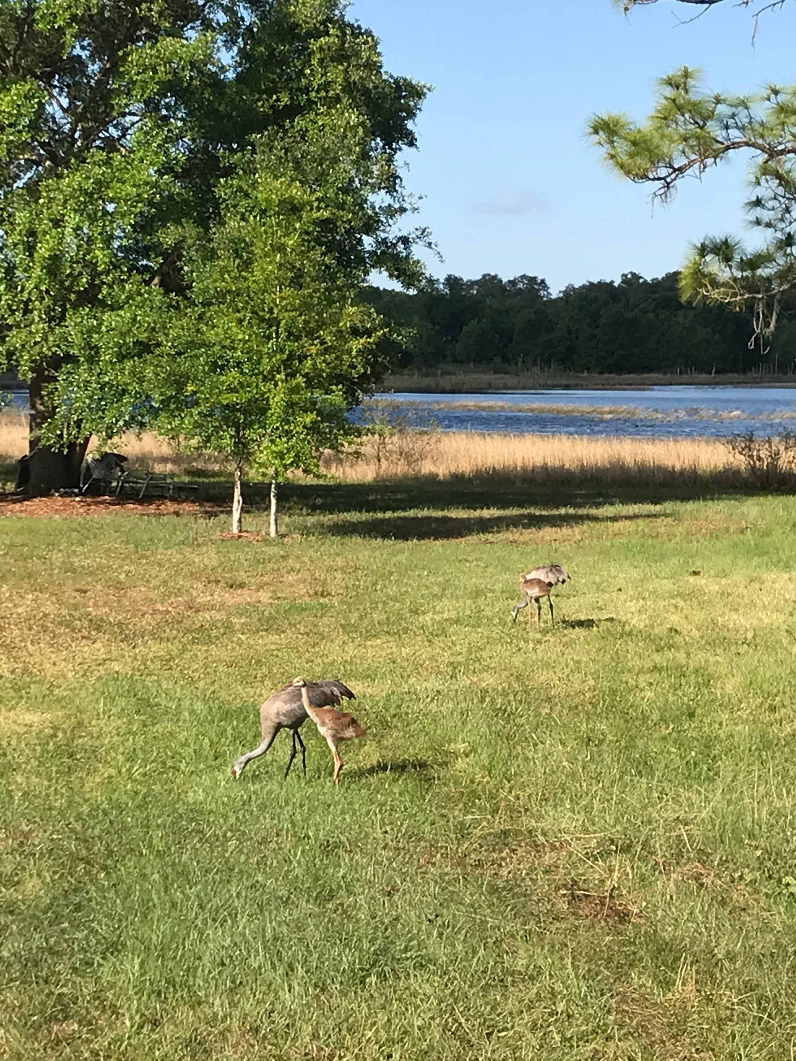 Real Florida camping
