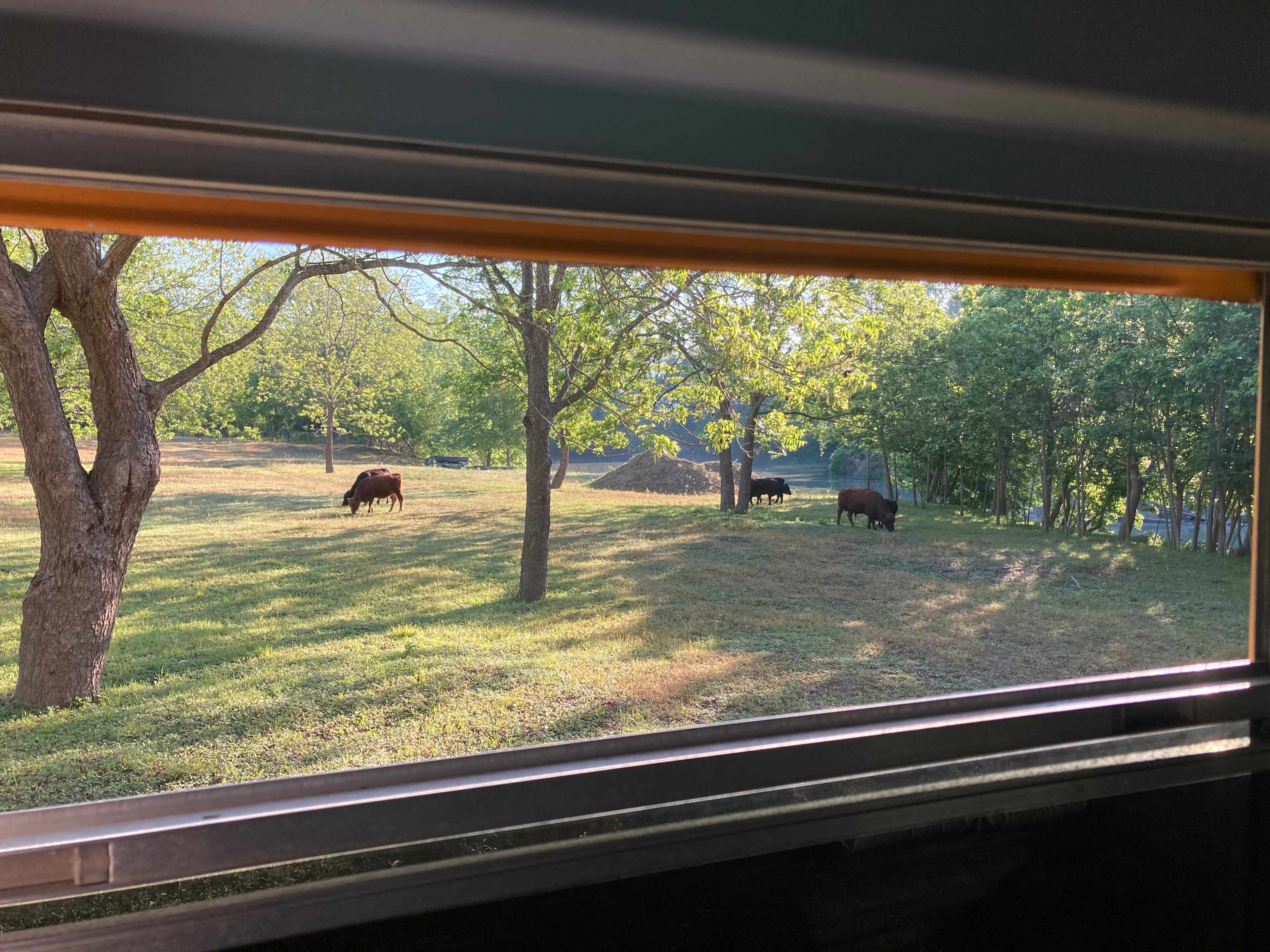 Enjoyed watching the cattle graze.  They didn't bother us a bit.
