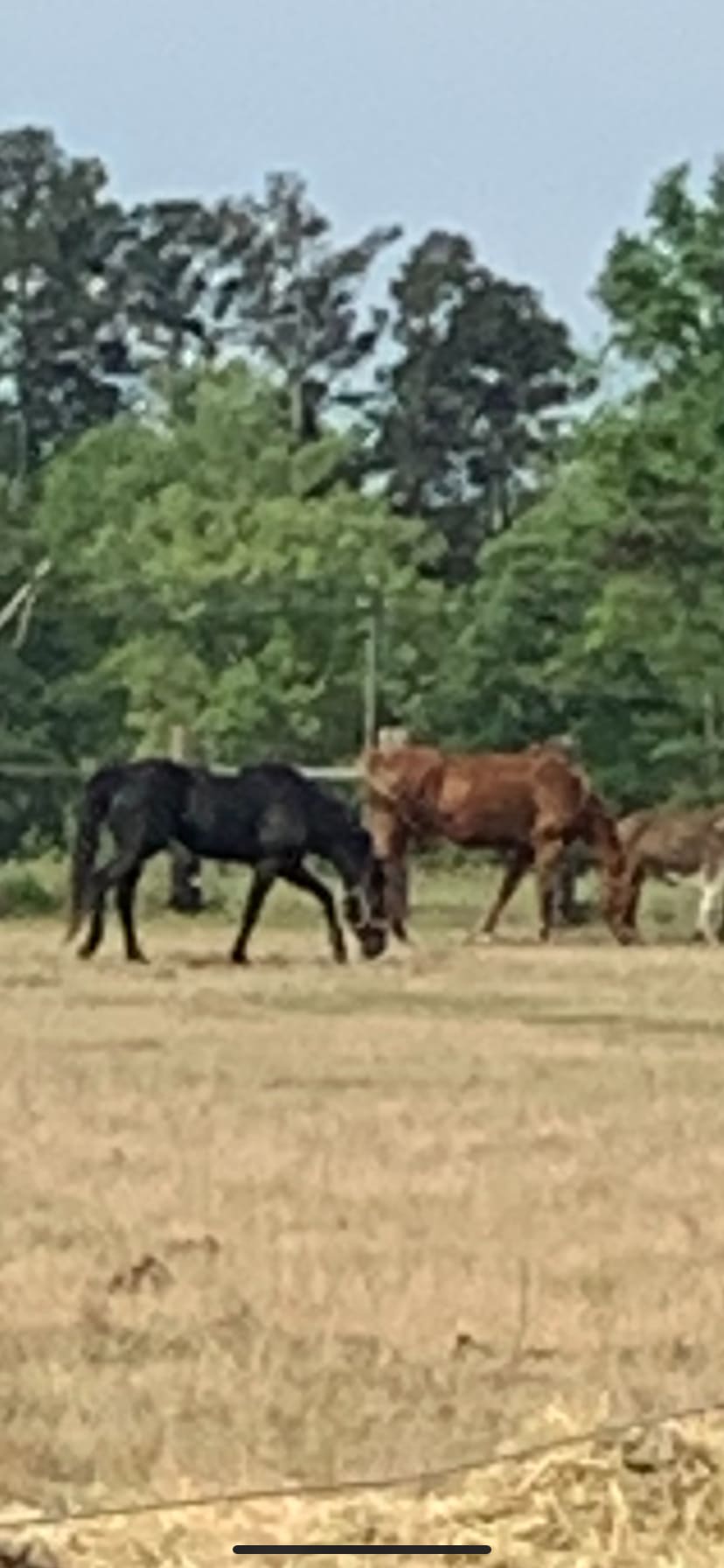 Circle G Farms