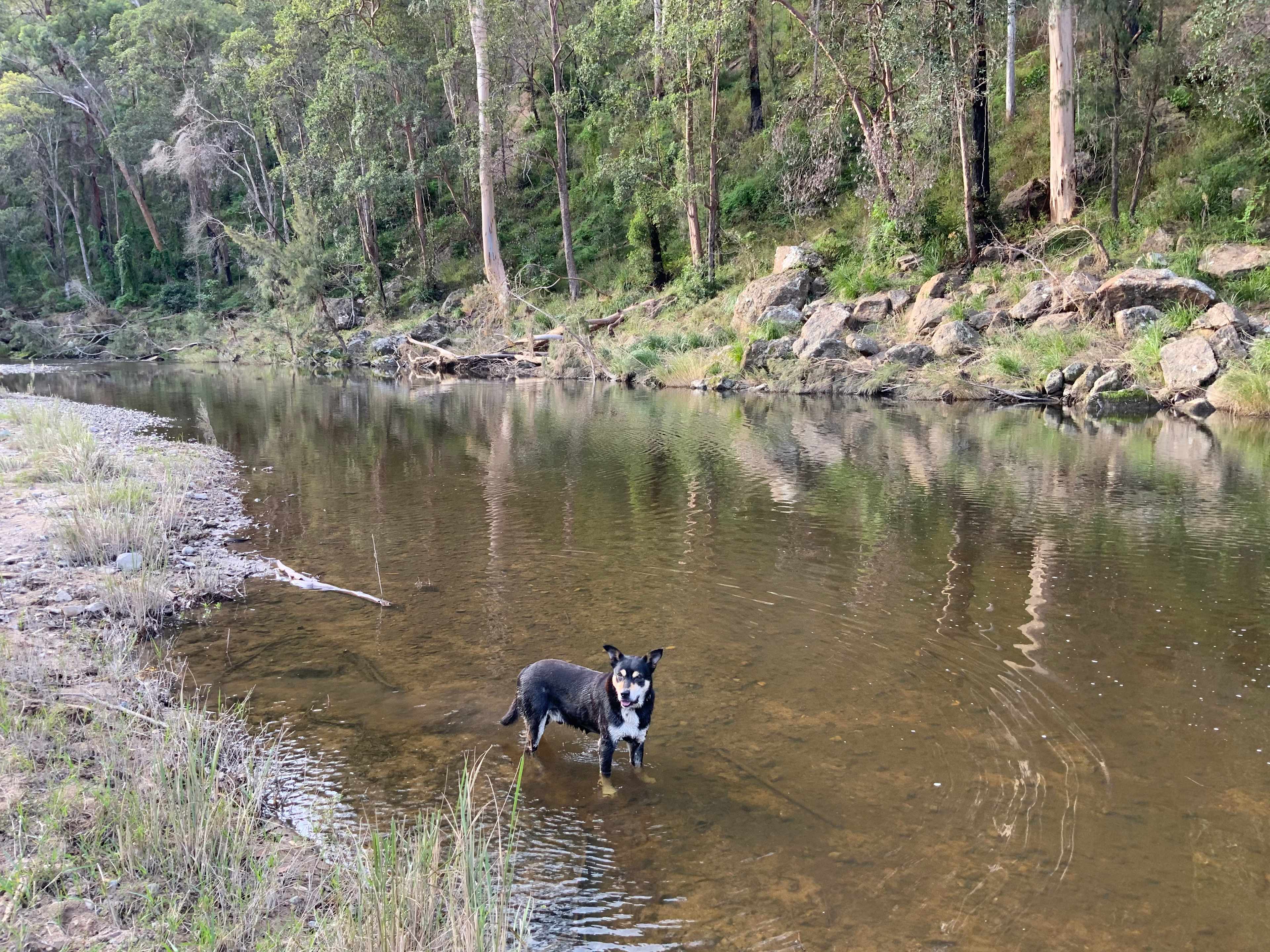 Timbarra River at The Cockatoo campsite with GT. The flood has removed some of the grass along the river edge.