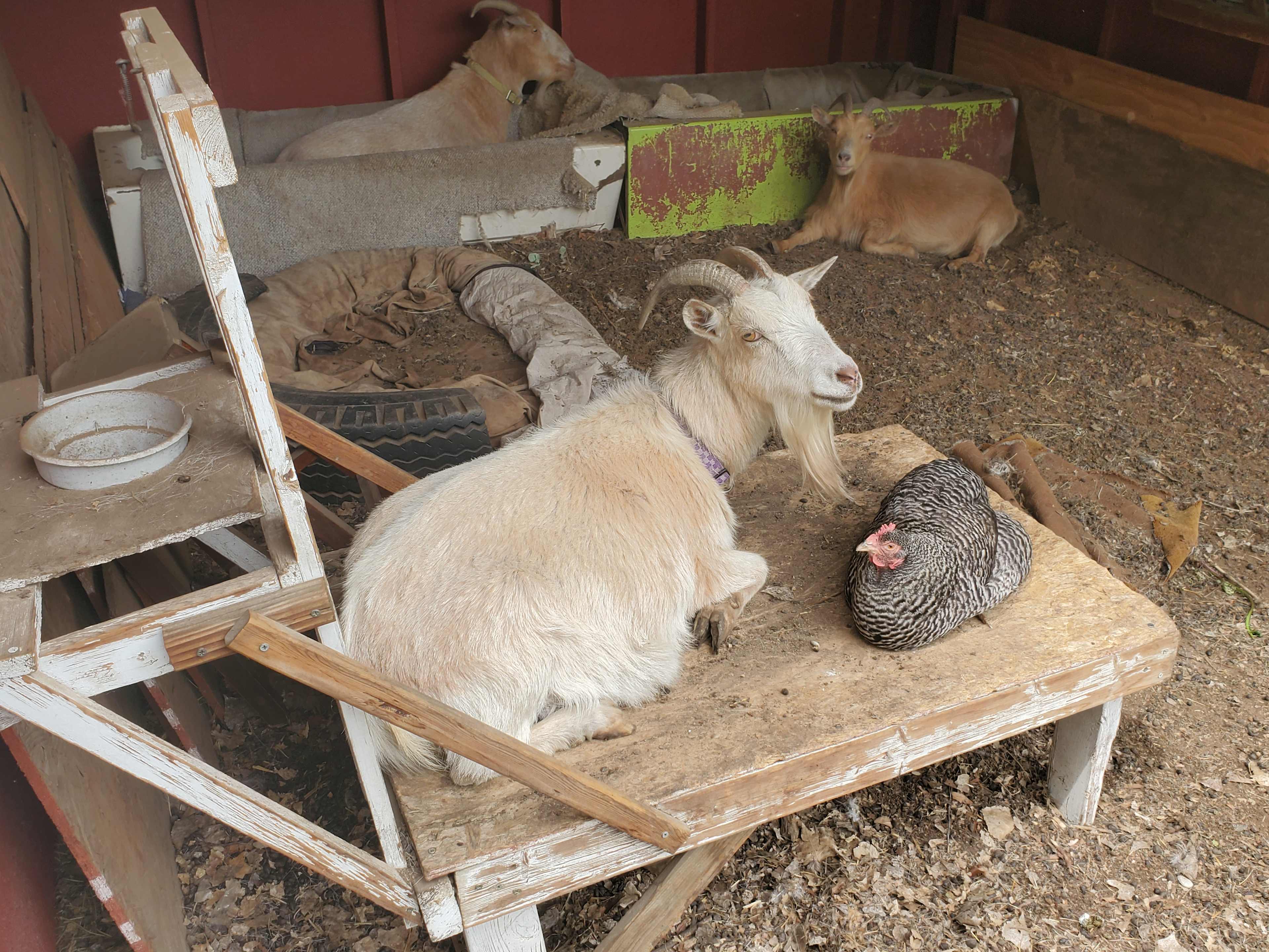 Historic Homestead Barn Yard