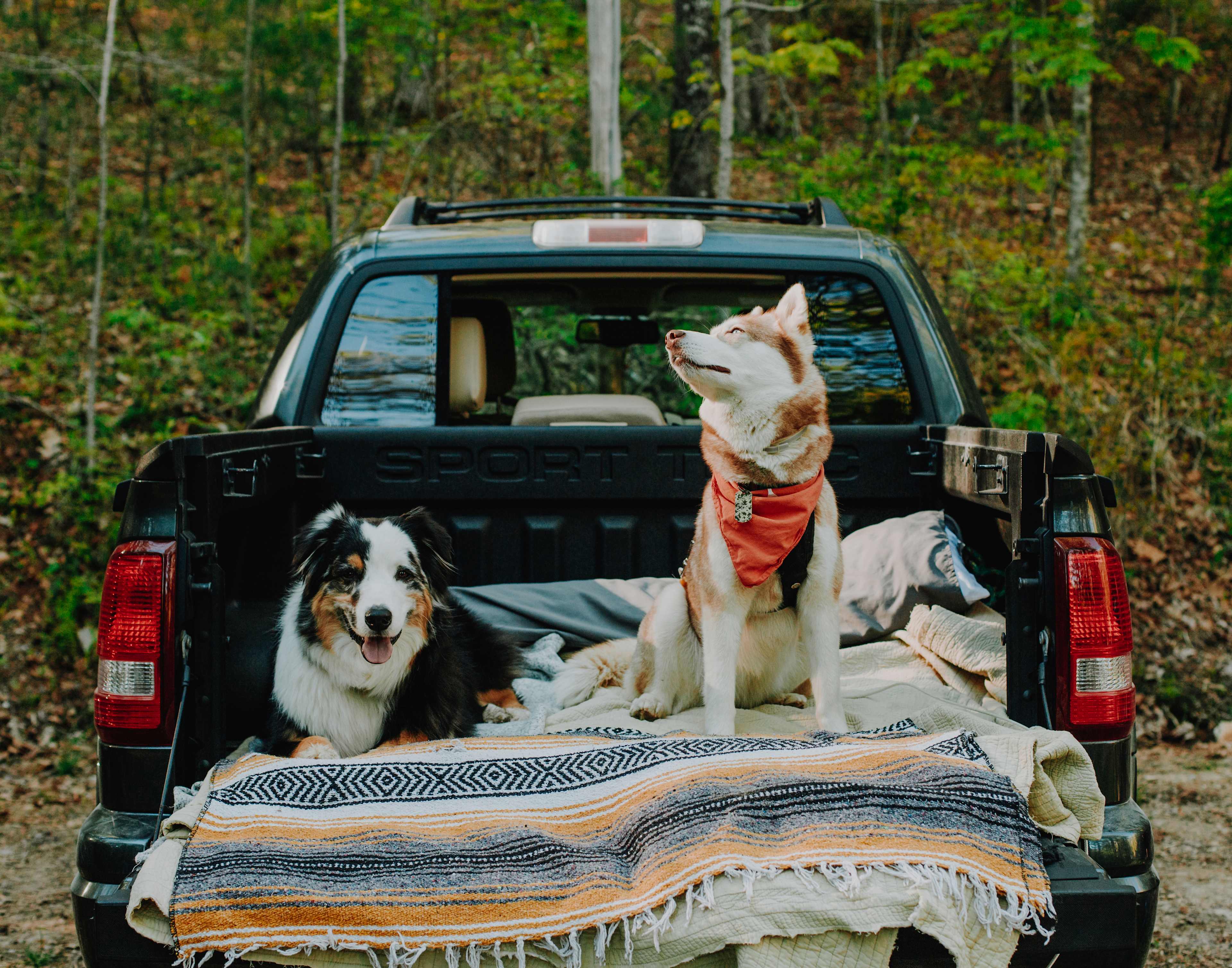 Very dog-friendly! We were sad to have missed out on meeting Hootie, but our pups had plenty of space to roam free and had a blast exploring and meeting the other campers.