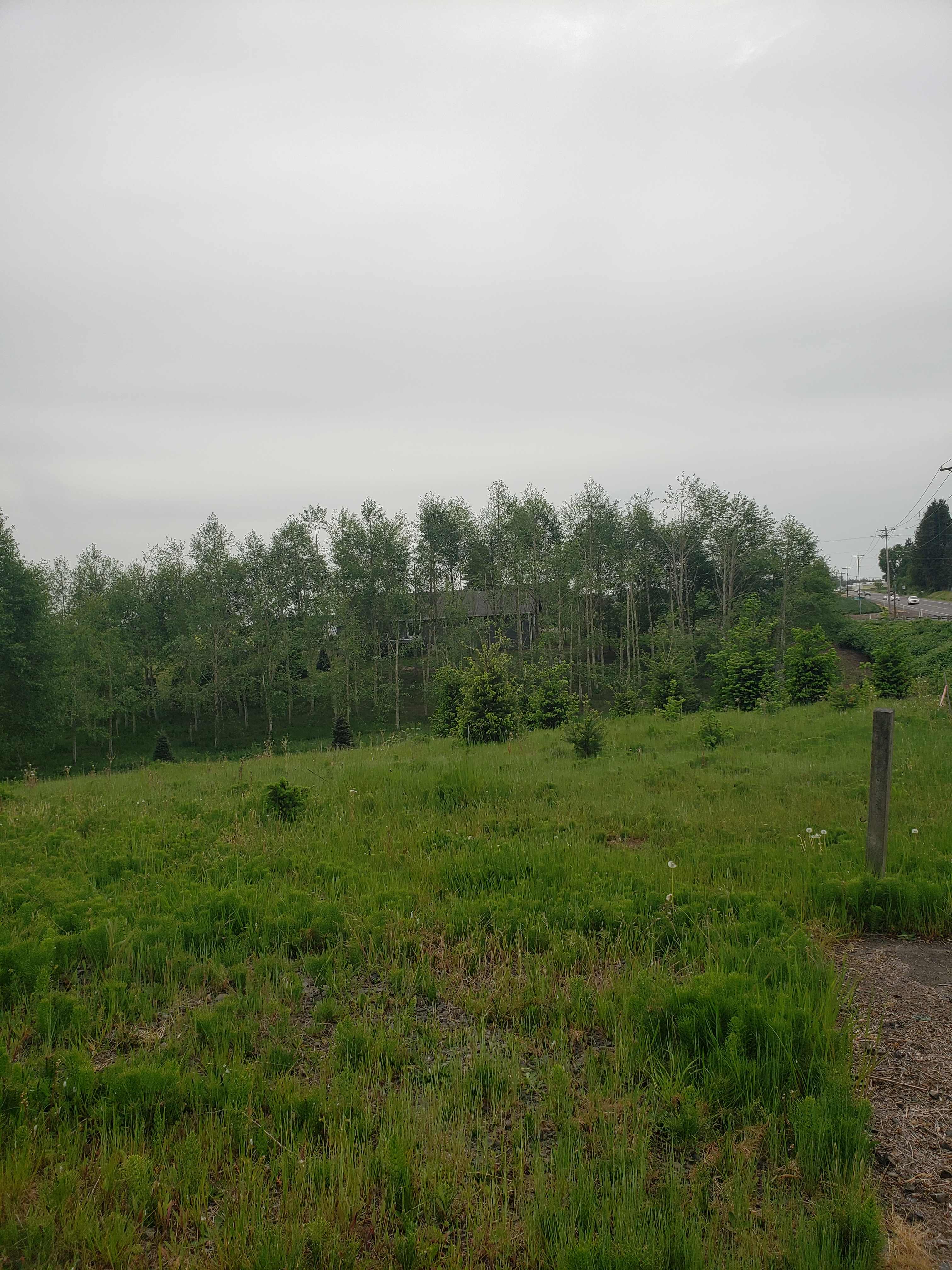 Meg's Meadow