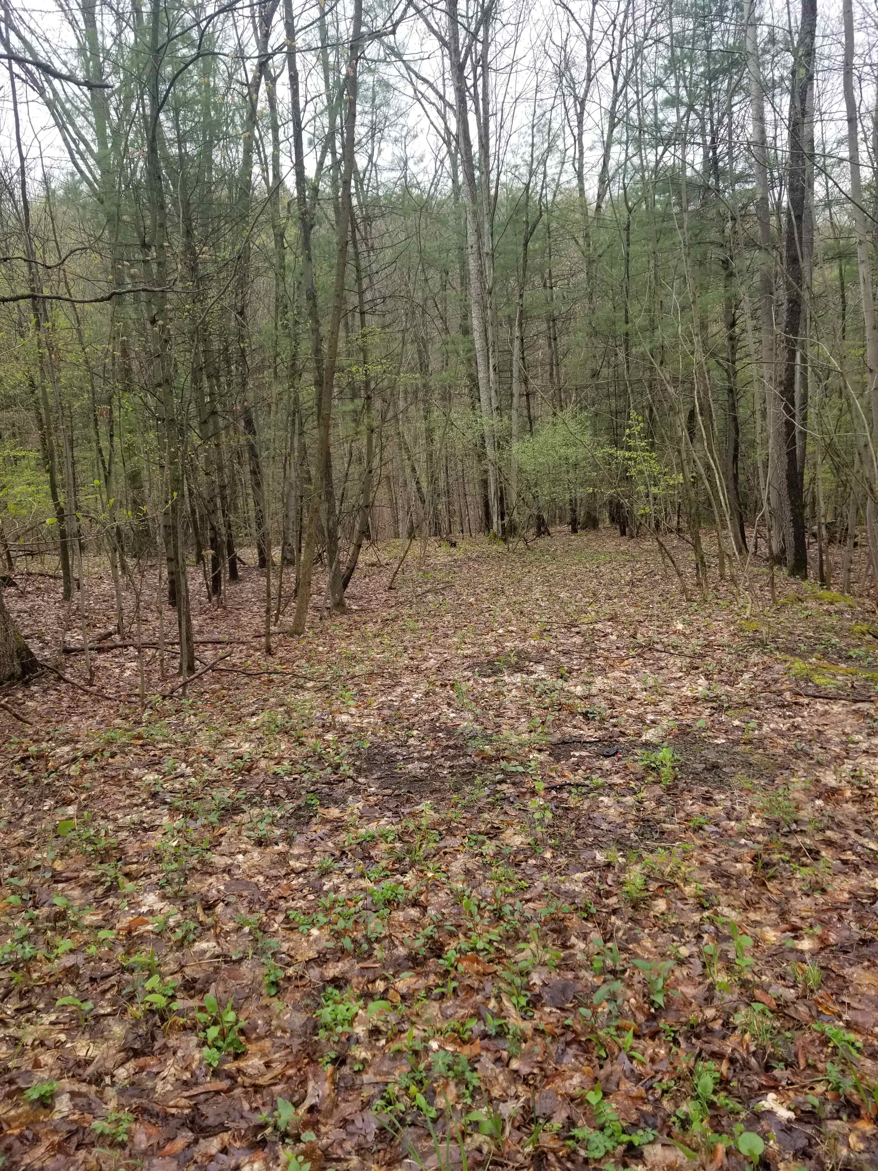 Jeffrey Mountain & Woods