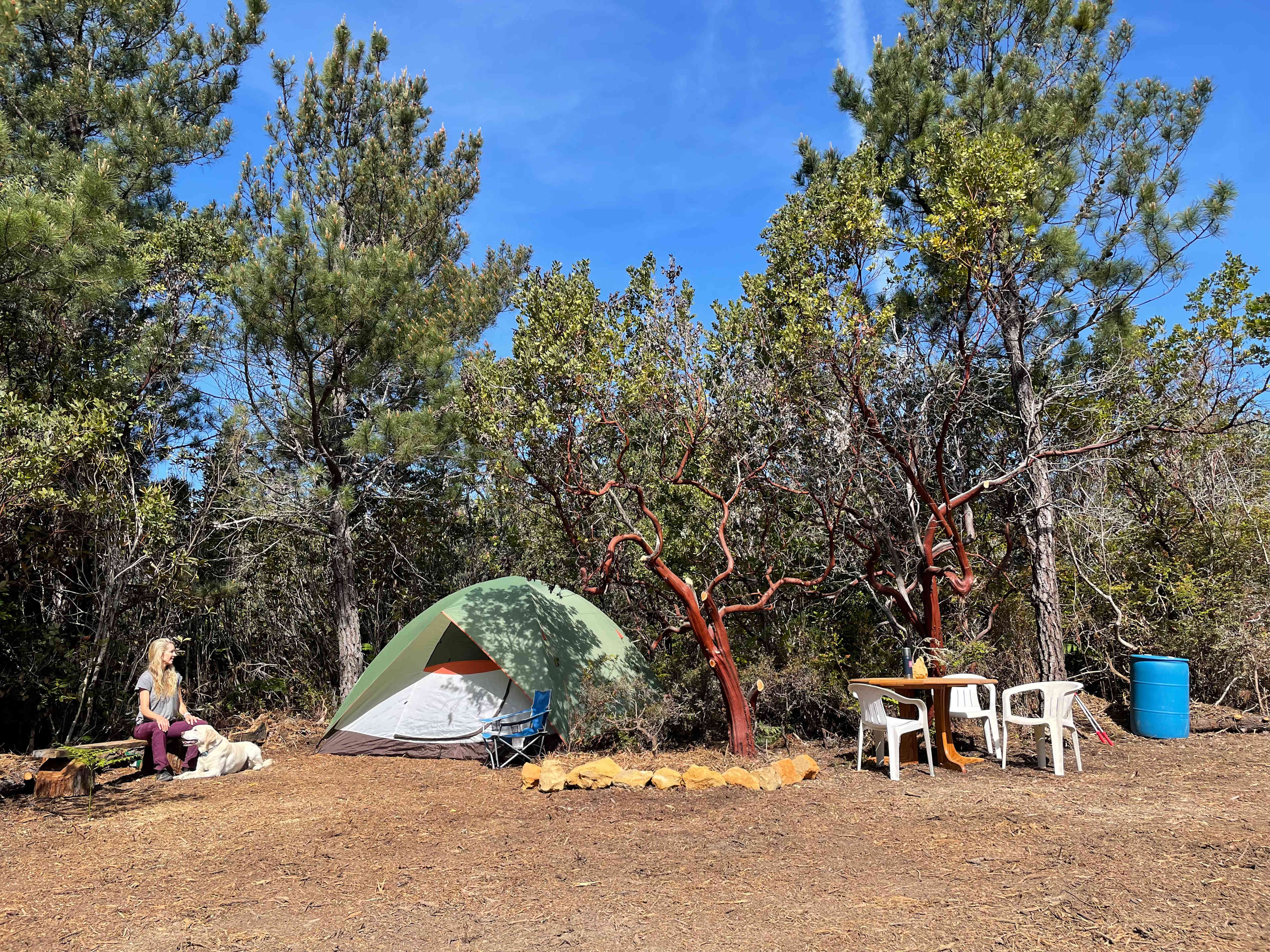 Private sunny forest near the coast