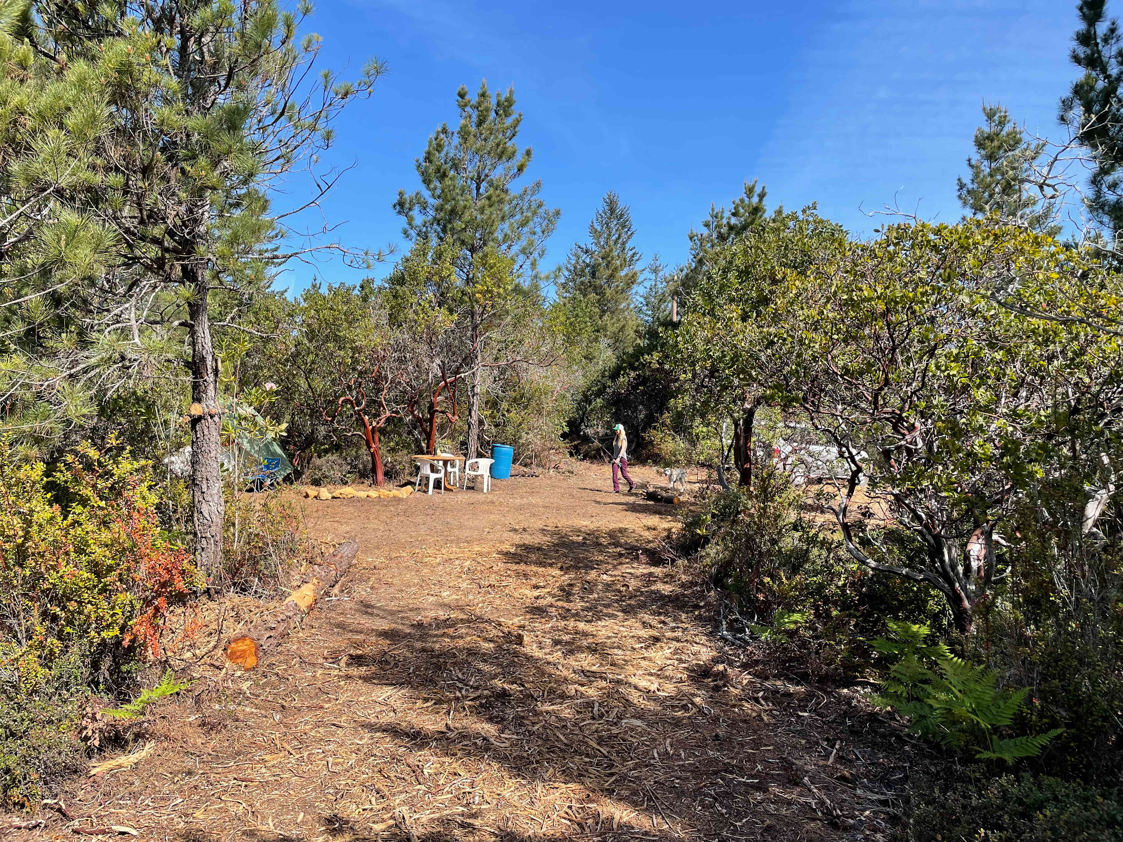 Private sunny forest near the coast