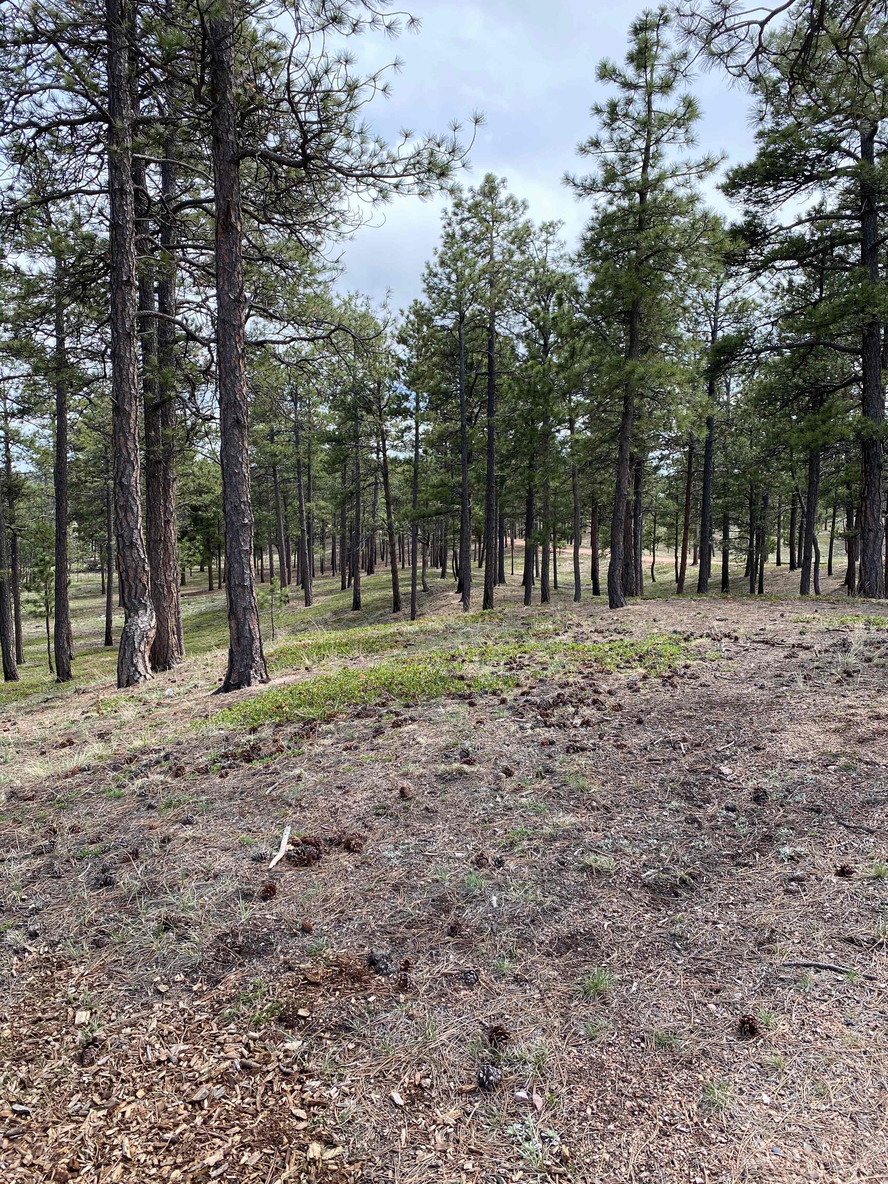 The more forested part of our land. 