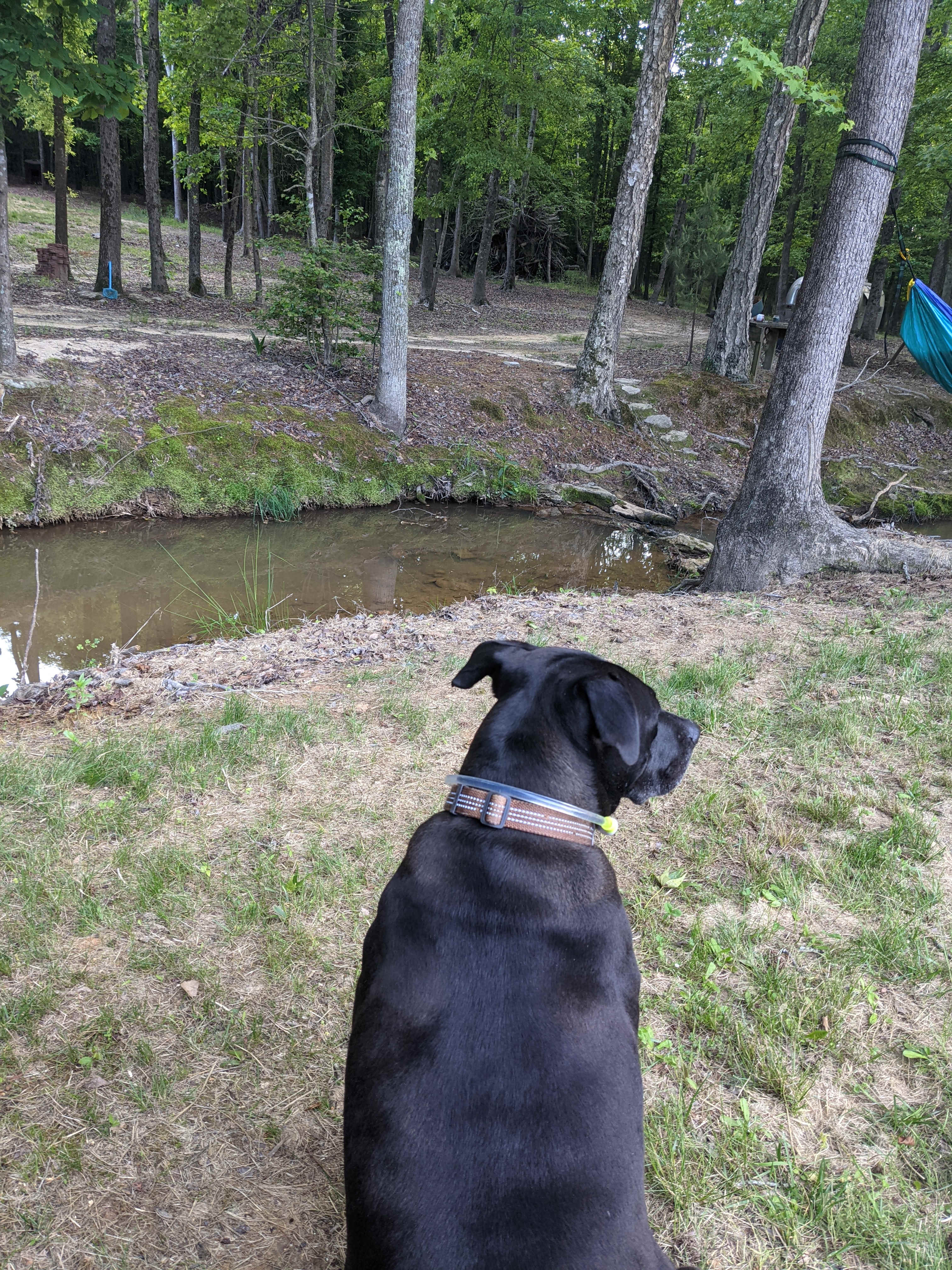 Neal Creek Camping Sites
