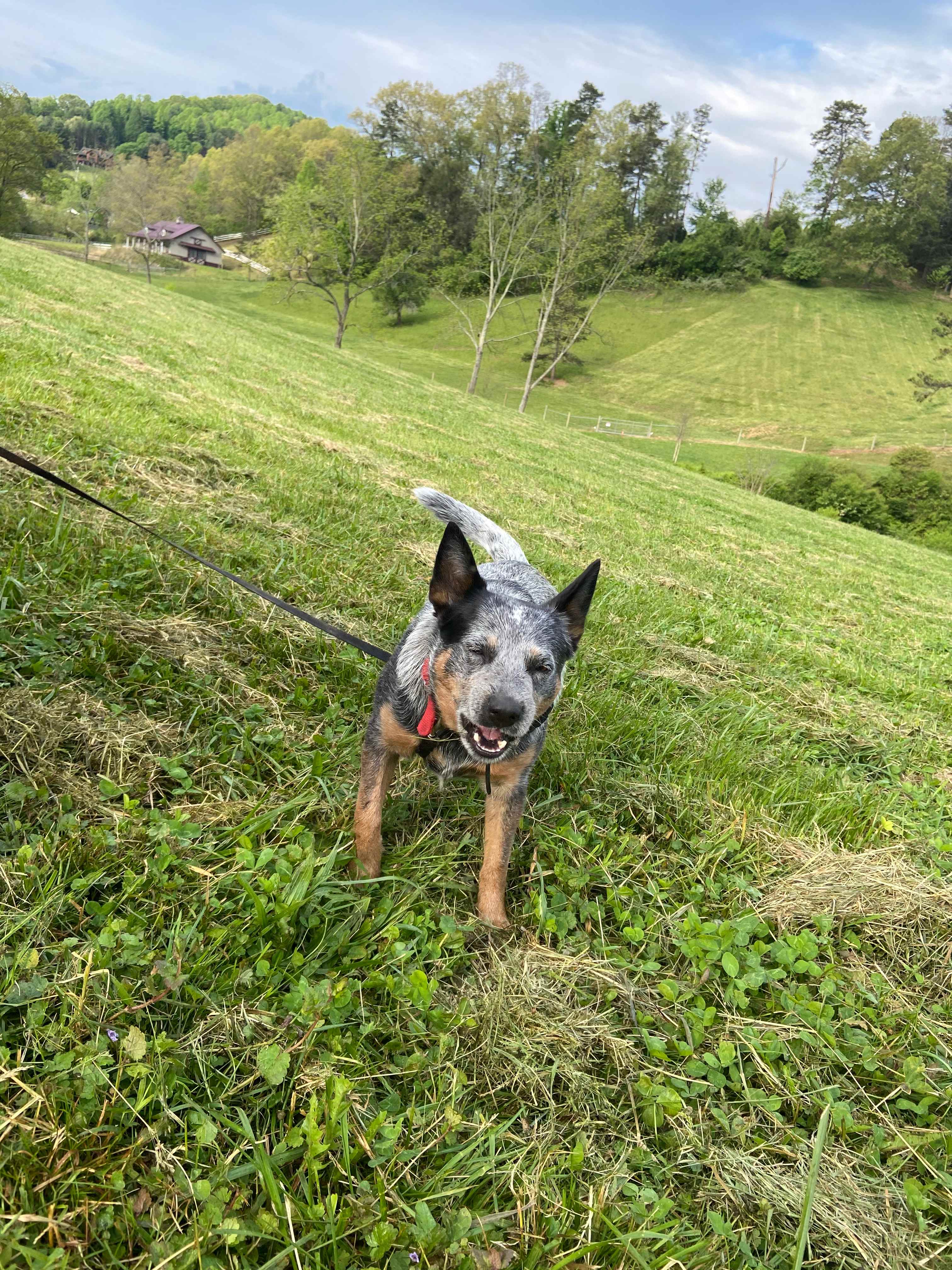  Cute heeler pup