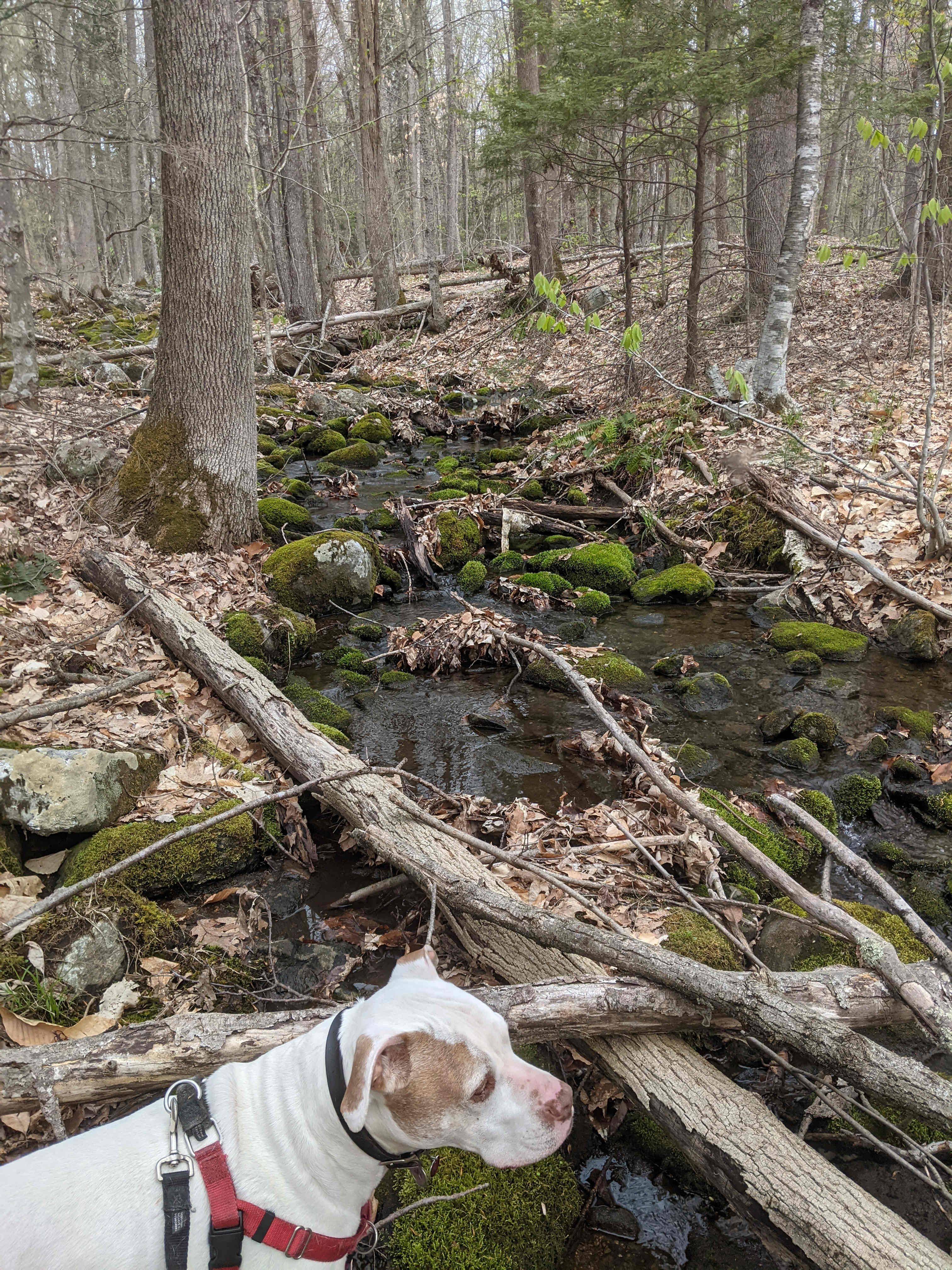 Hundred Acre Wood