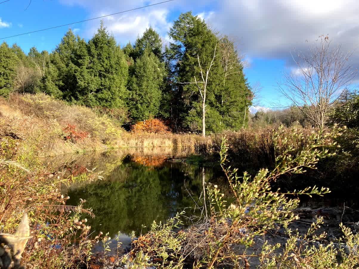 Lower view of the pond in fall