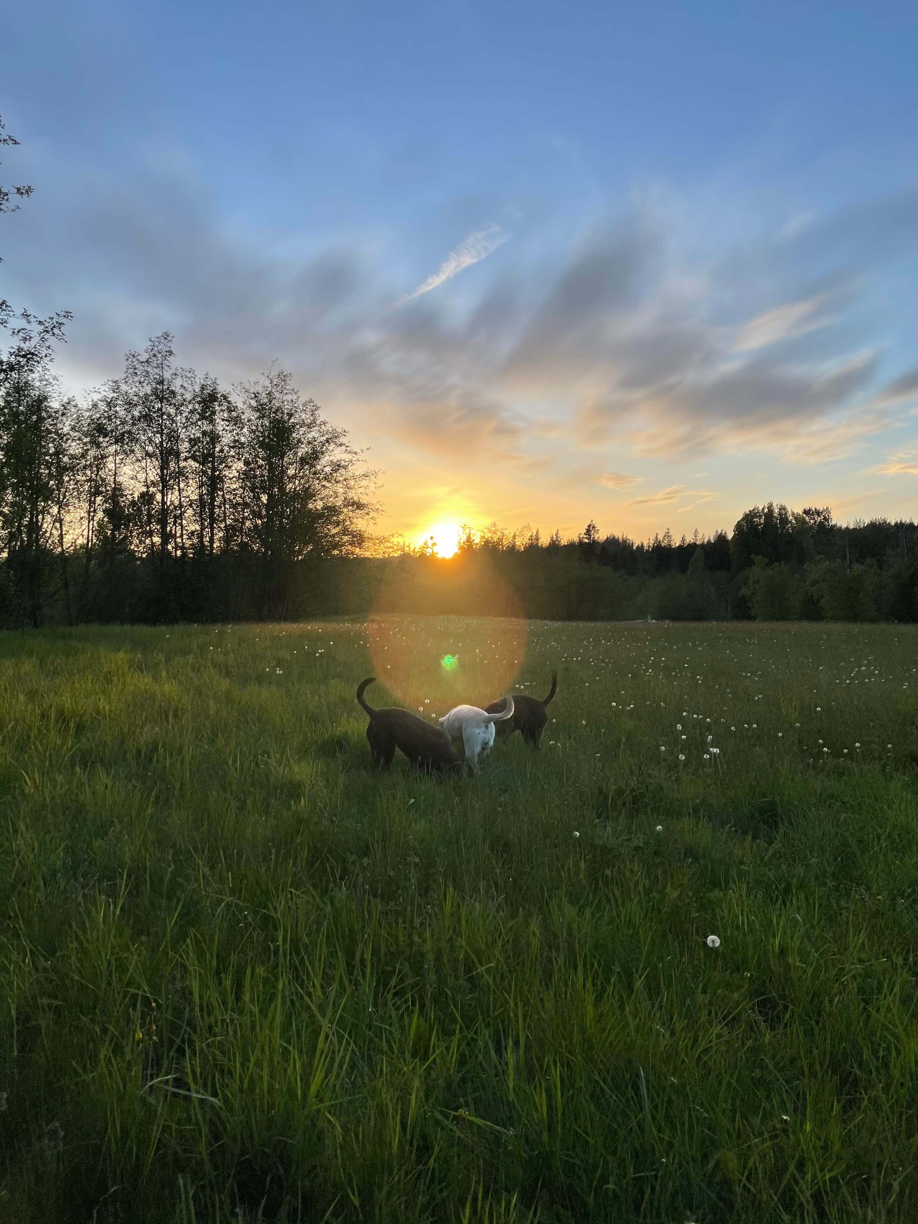 Evergrin Shire
