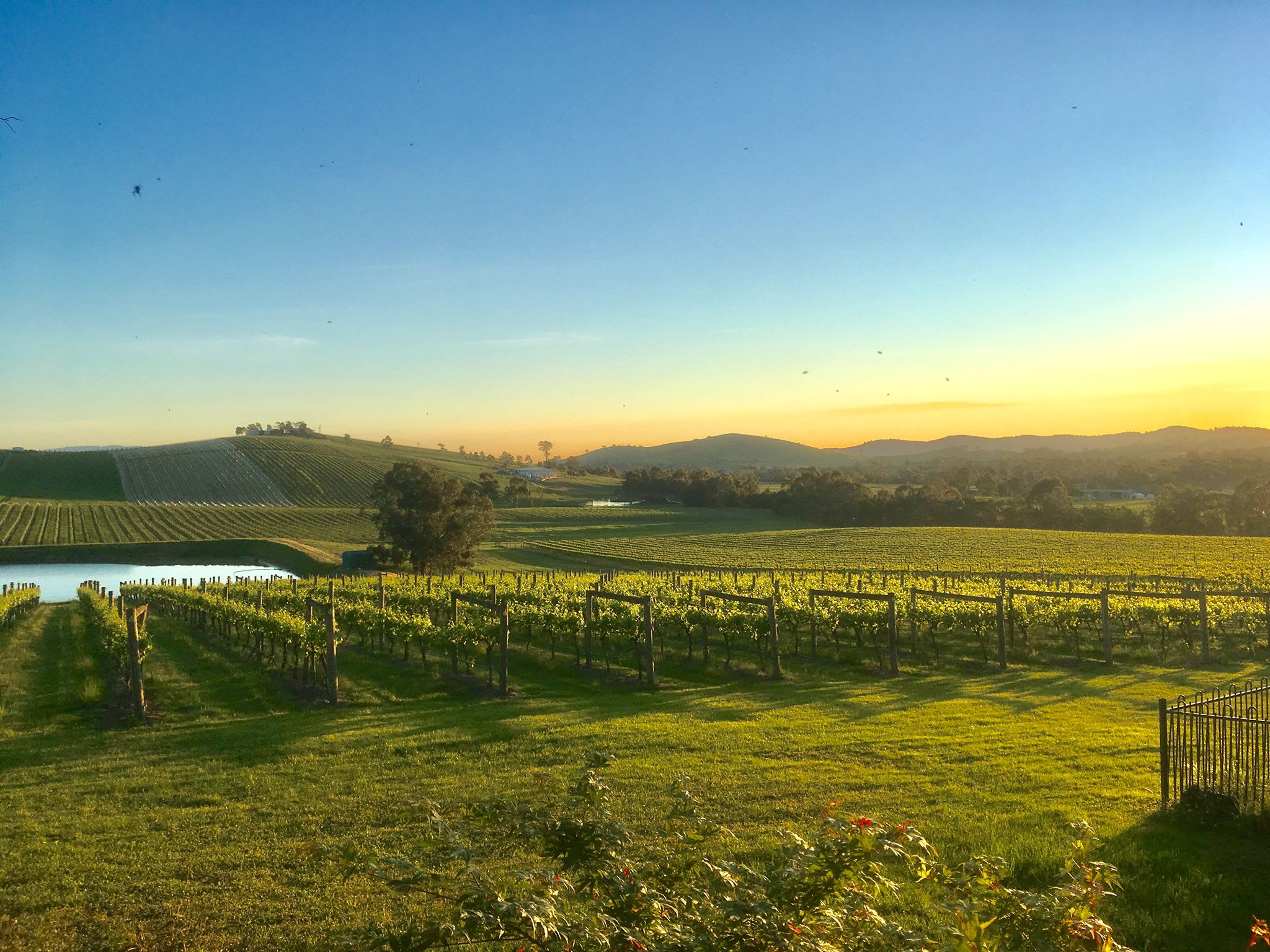 Mt Hope Vineyard Estate.