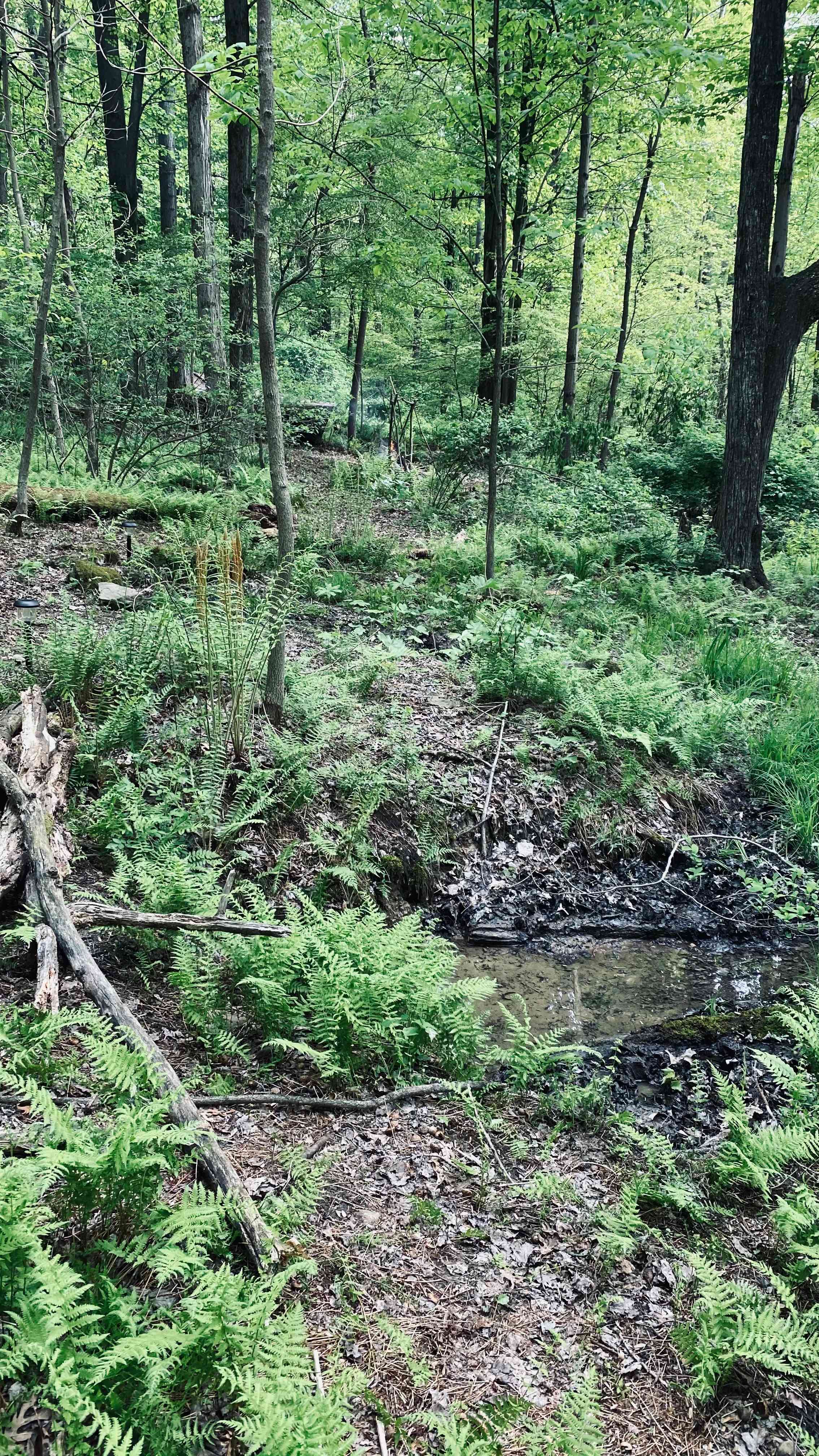 Ferndell Springs