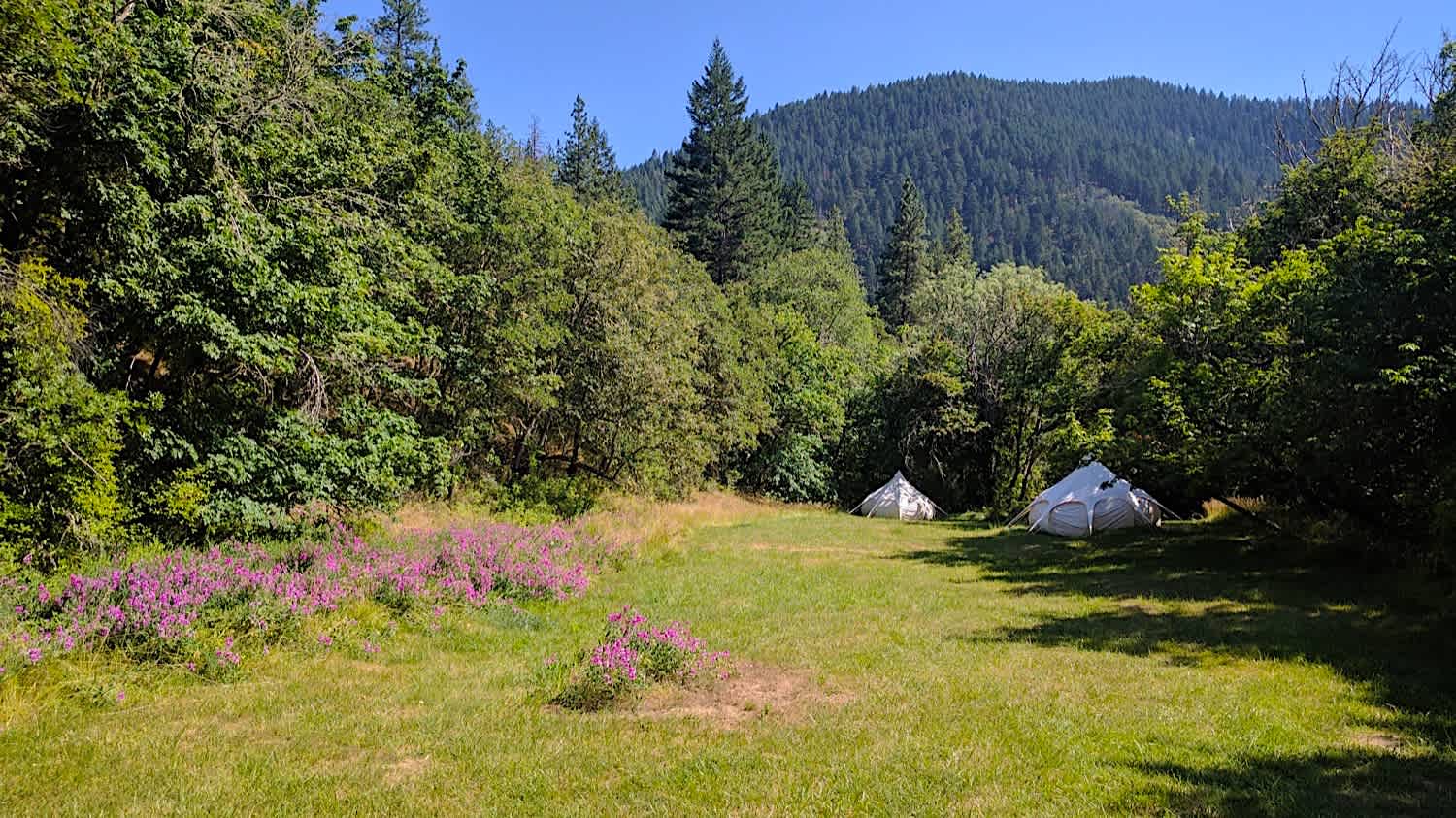 Middle Meadow Camping among sweet peas
