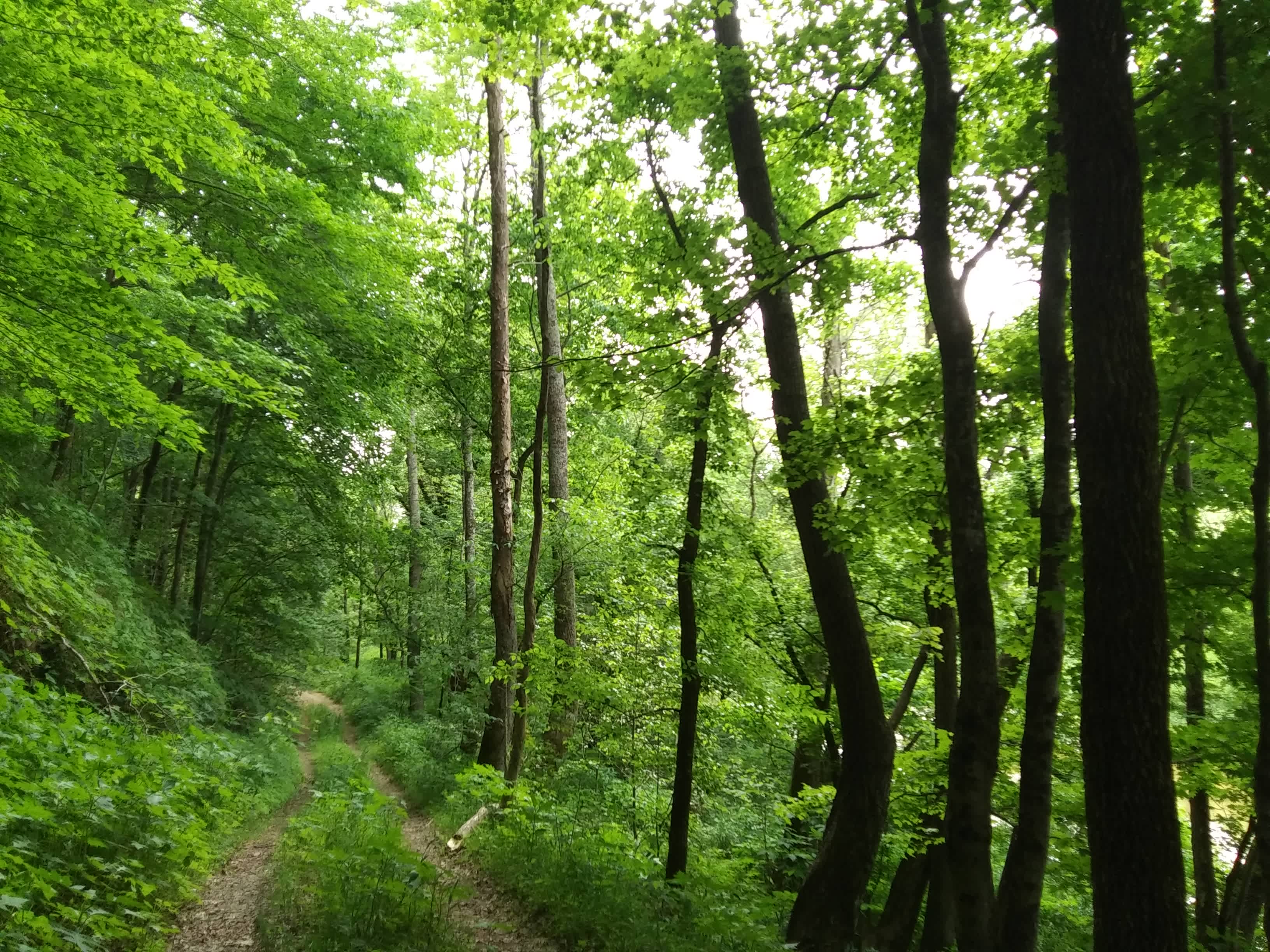 Trail along creek