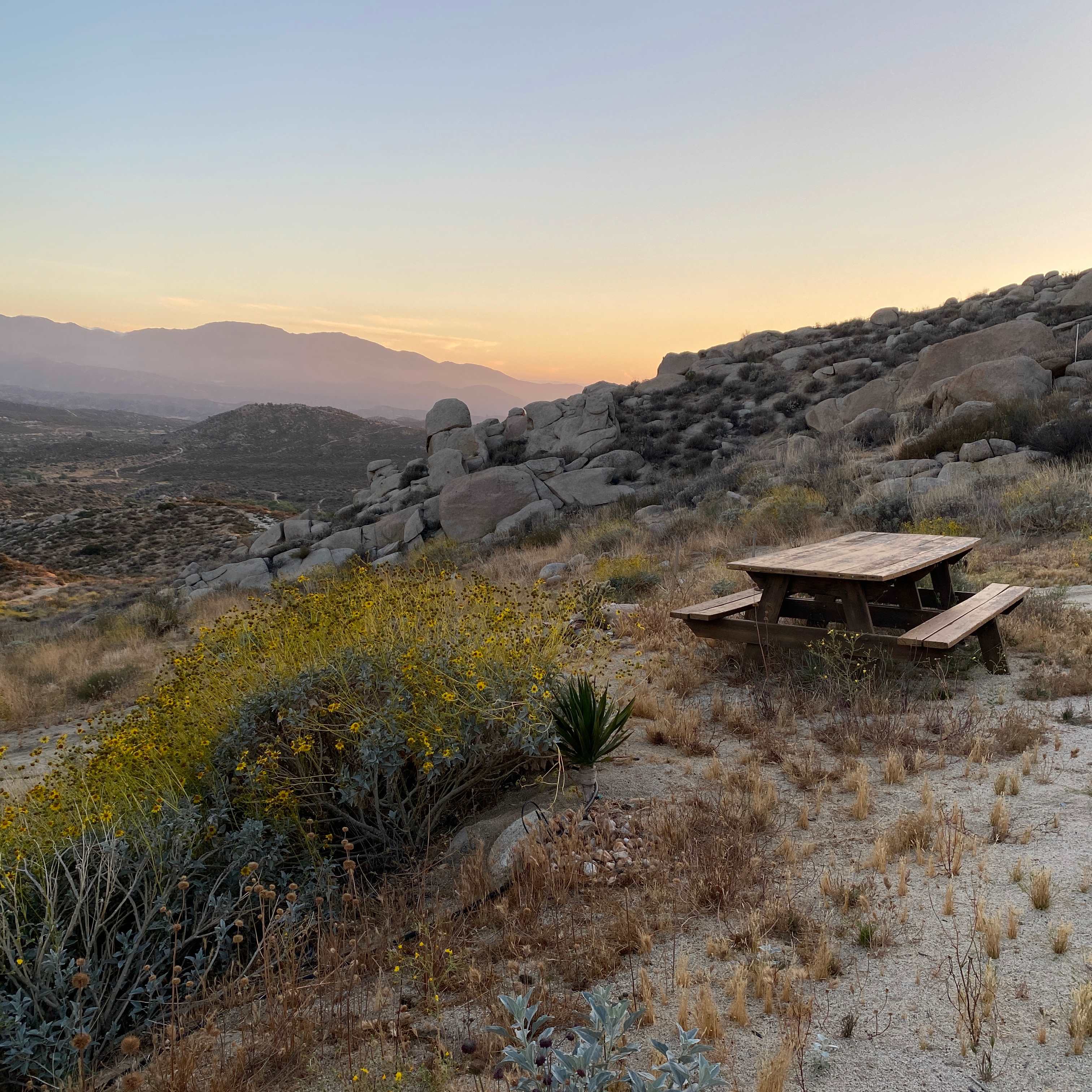 Desert Dreamland
