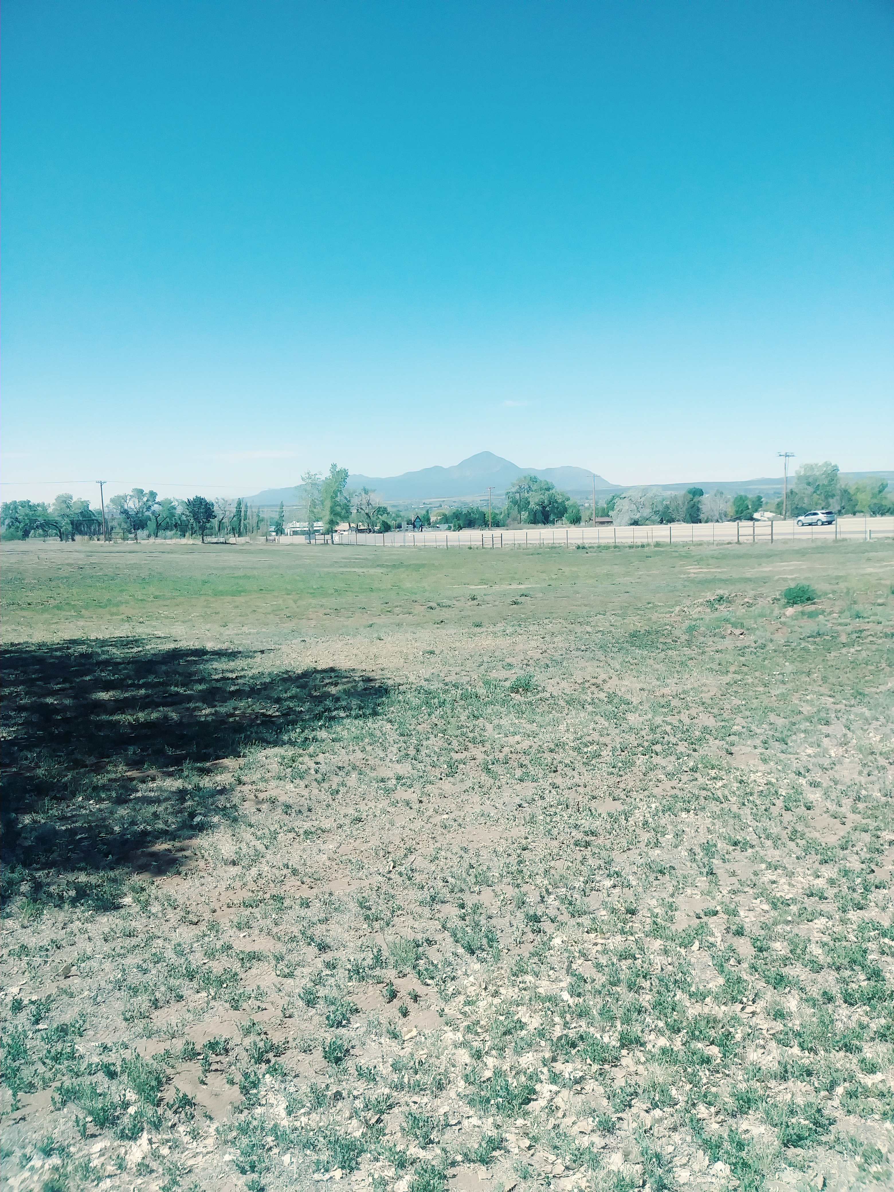 Cottonwoods