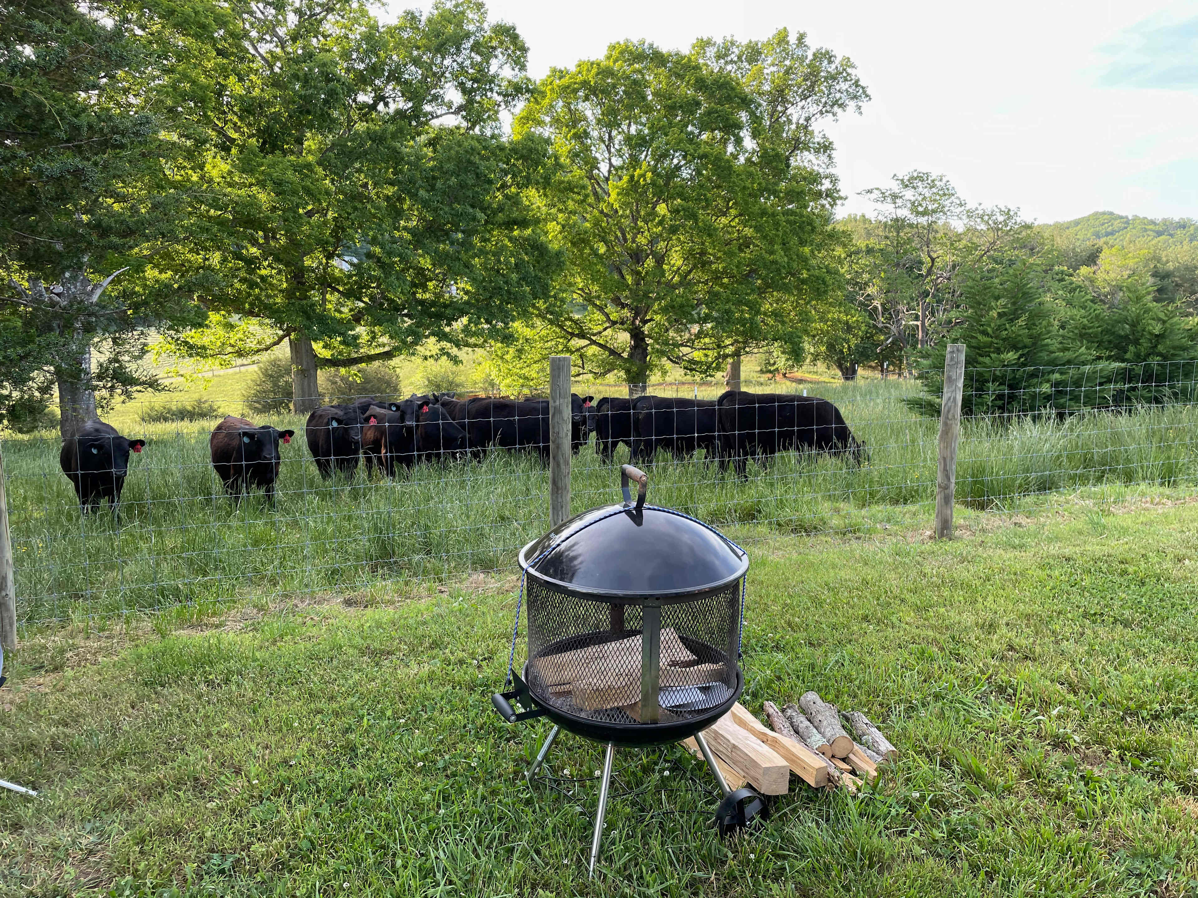 I knew I shouldn't have thrown that steak on the grill ... look at the evil eye they're giving me!