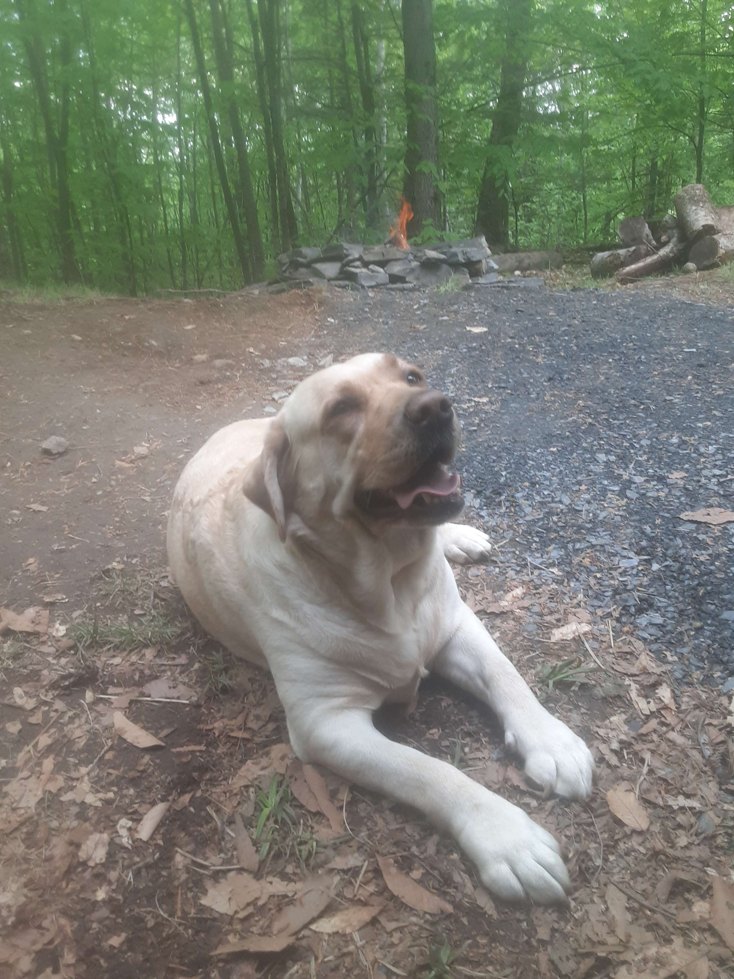 Small fire pit directly in front of cabin. Plenty big to toast S'mores small enough not to start forest fire. Fire Marshal Daisy in foreground.