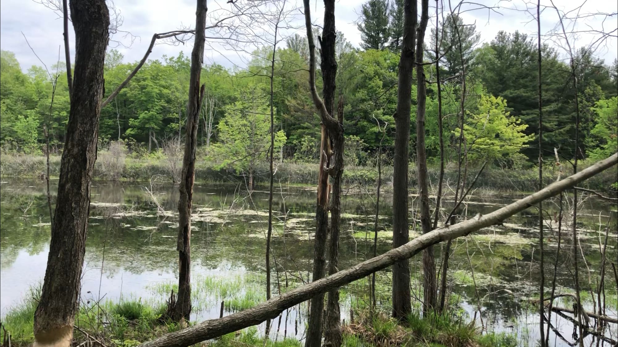 Timothy H.’s Land