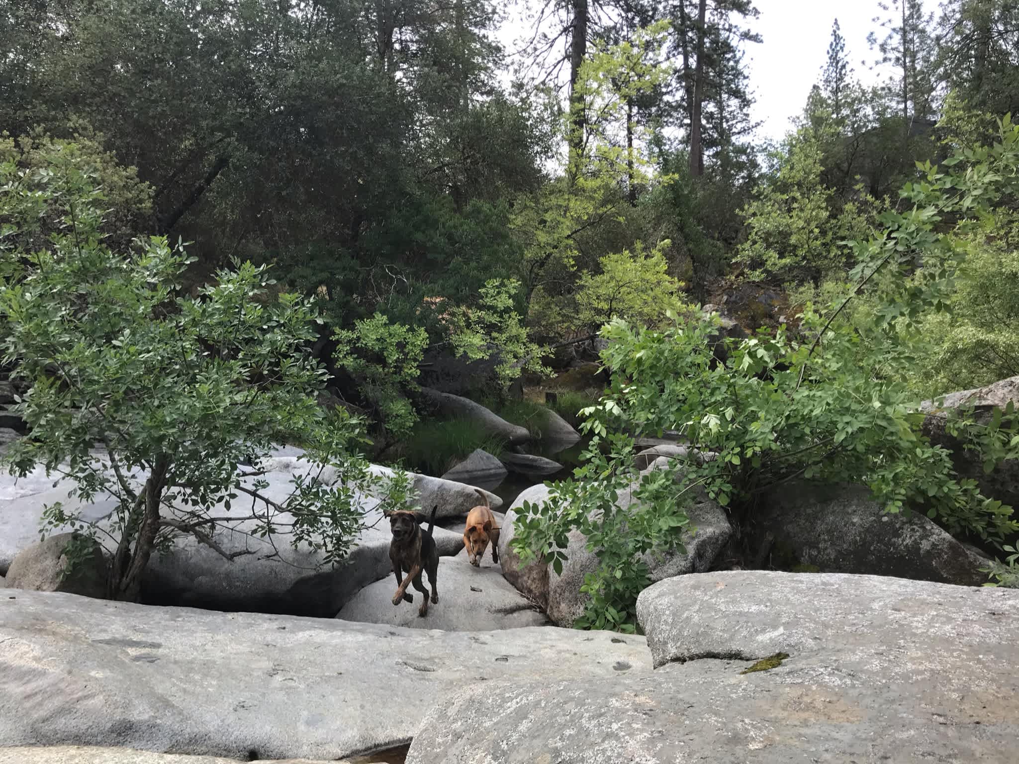 Happy pups 