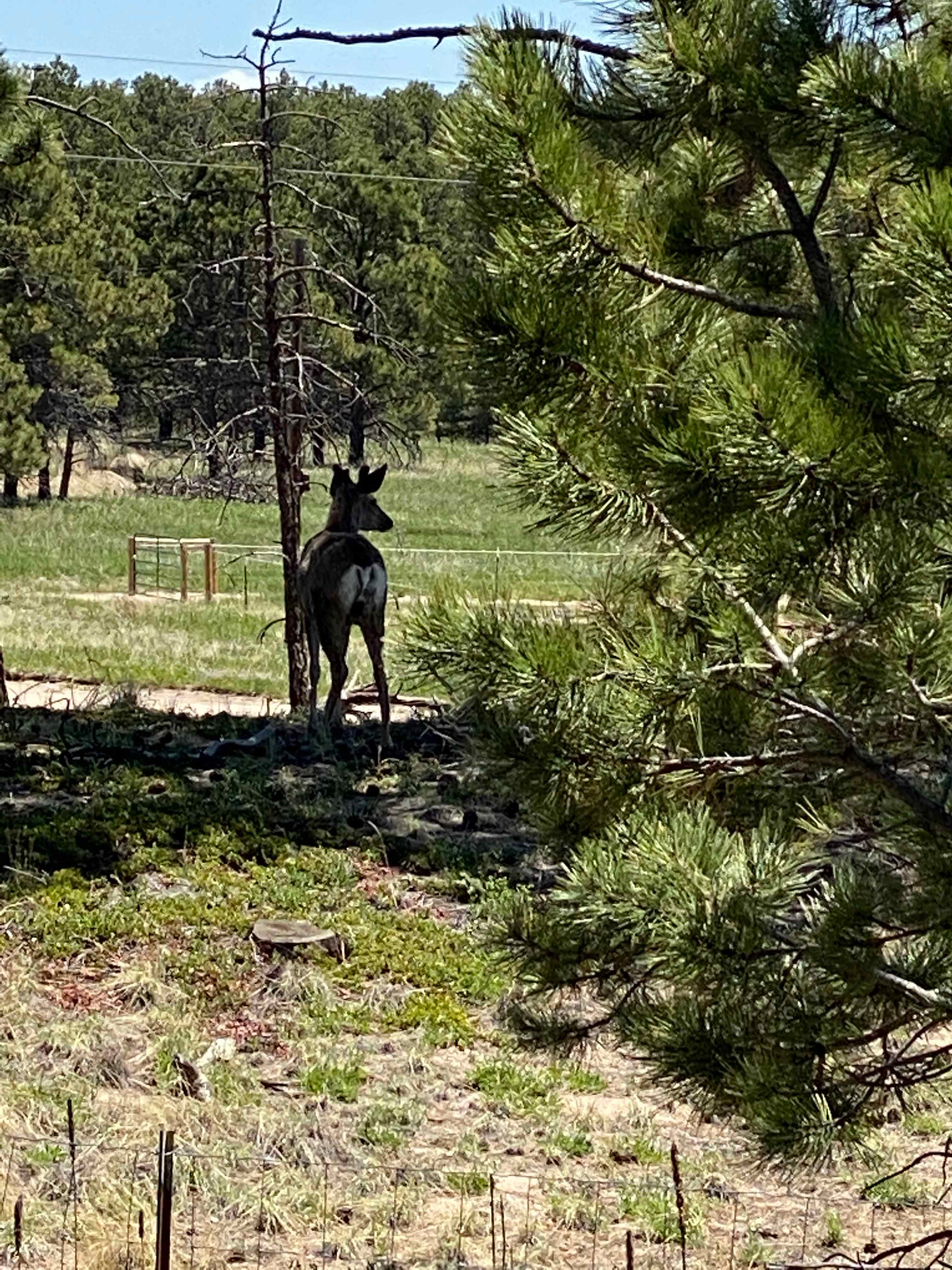 You may see deer wandering through the property! 