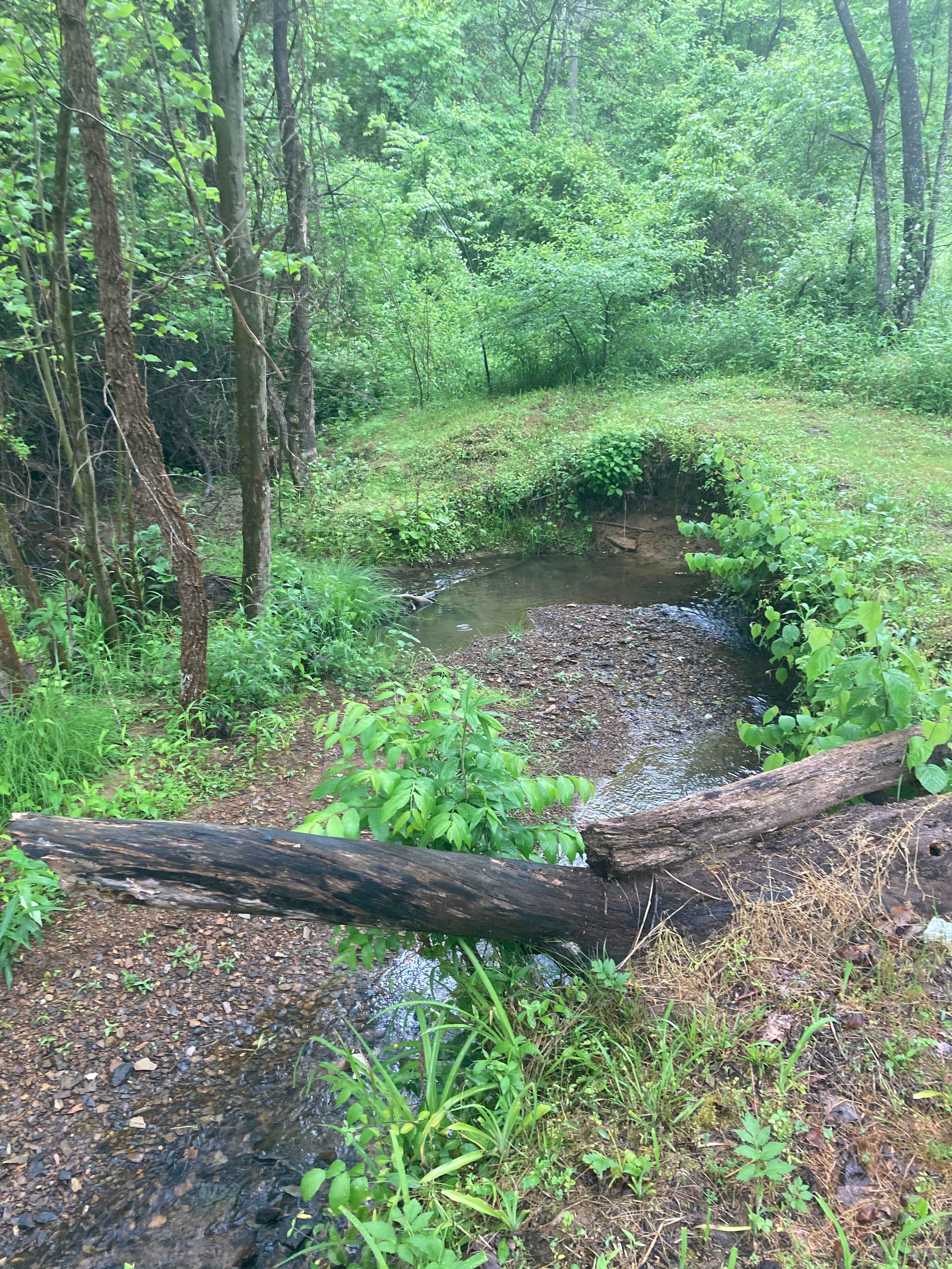 Creek view