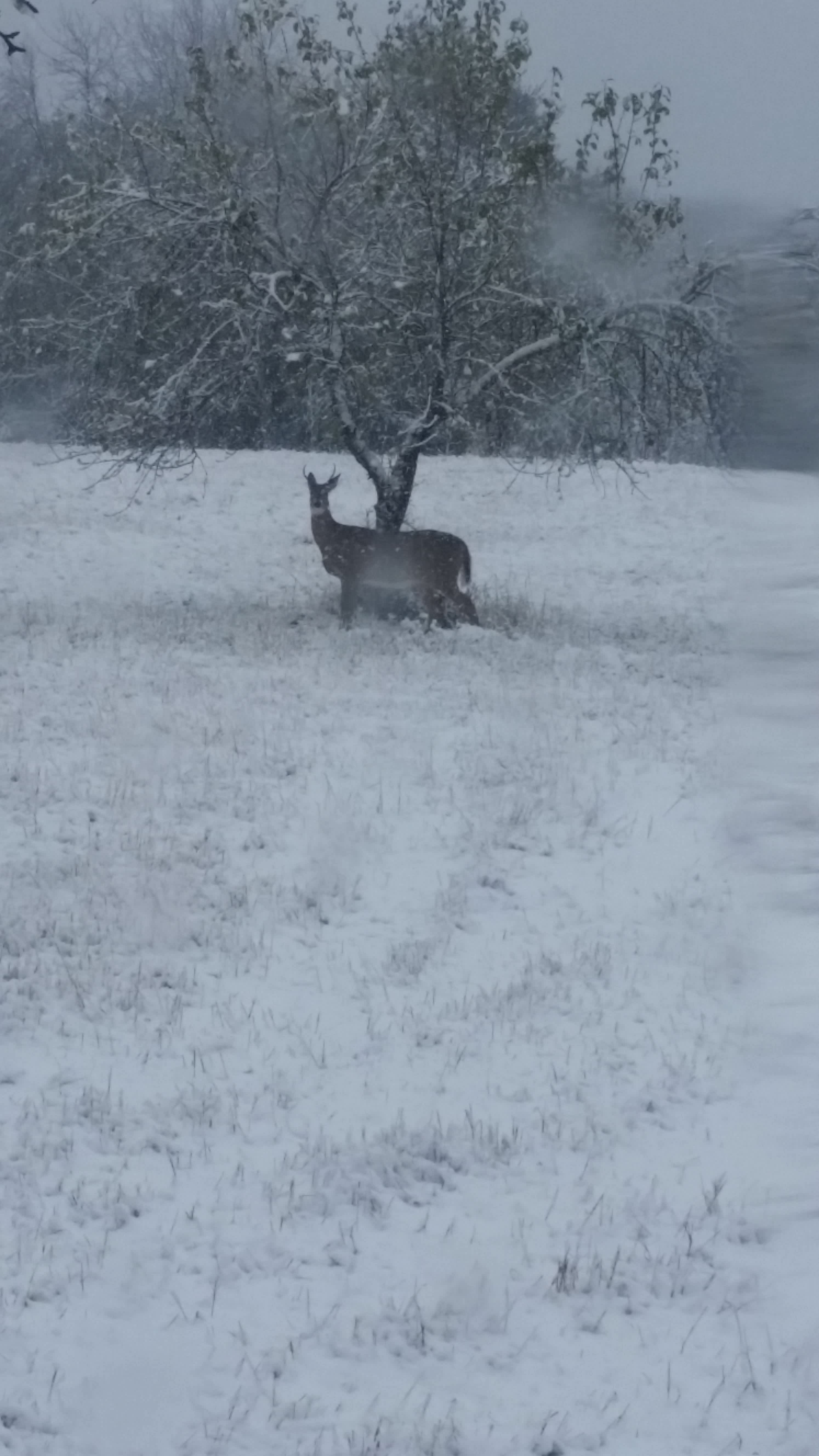 Deer digging for apples after early snow fall