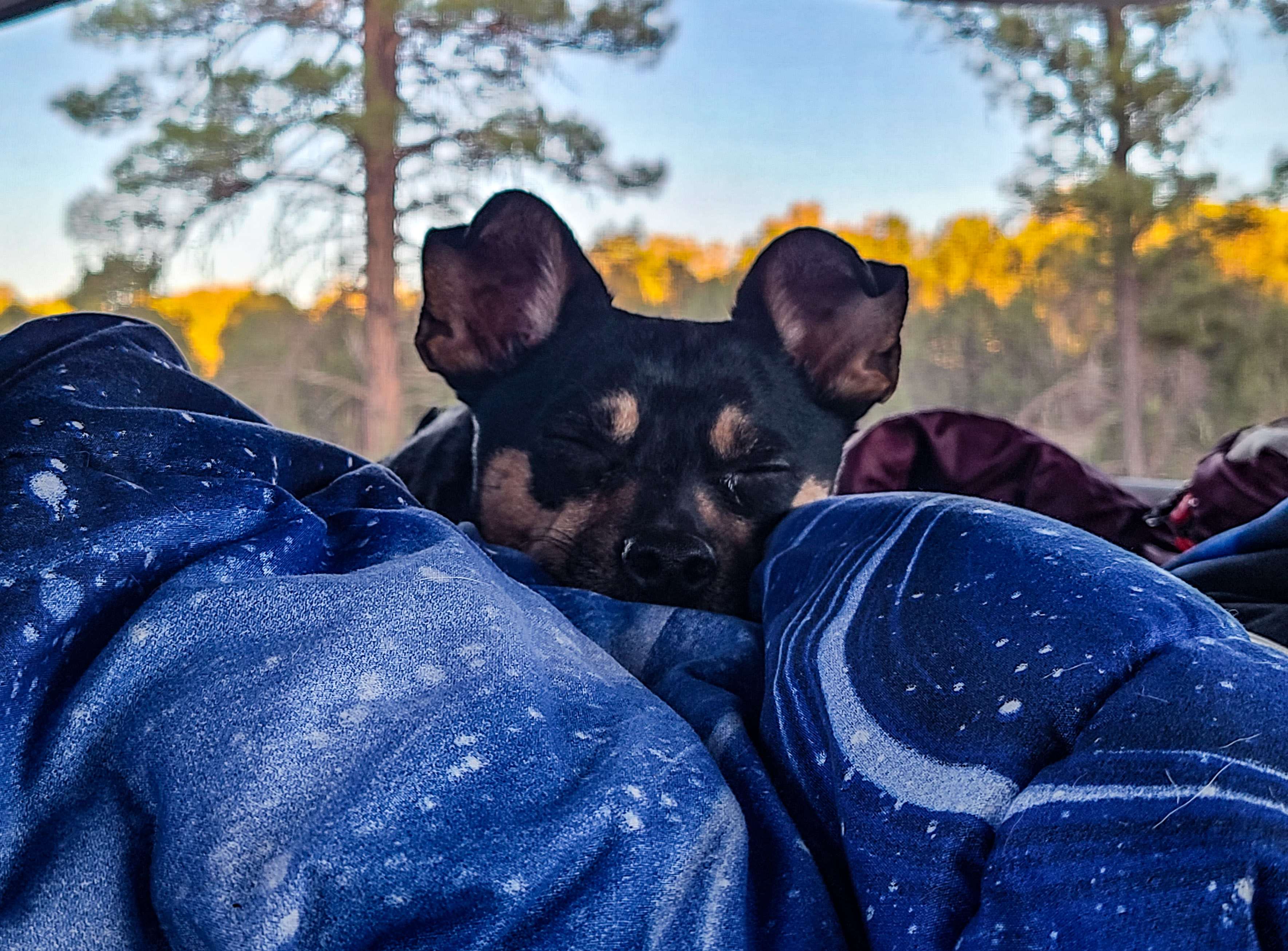 Horse friendly campsites and trails