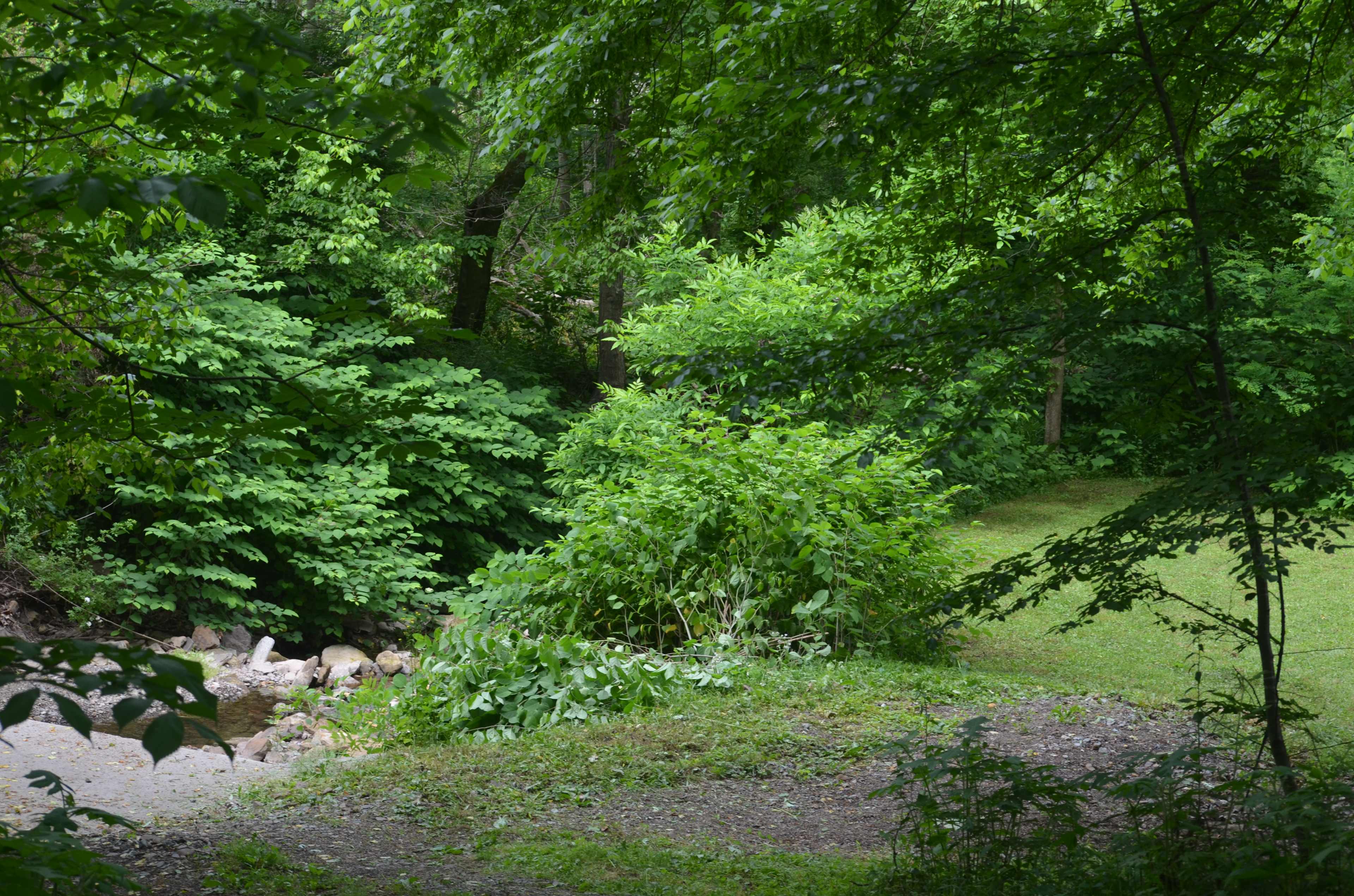 This is the best shot I could get of campsite #1 and the creek together.
