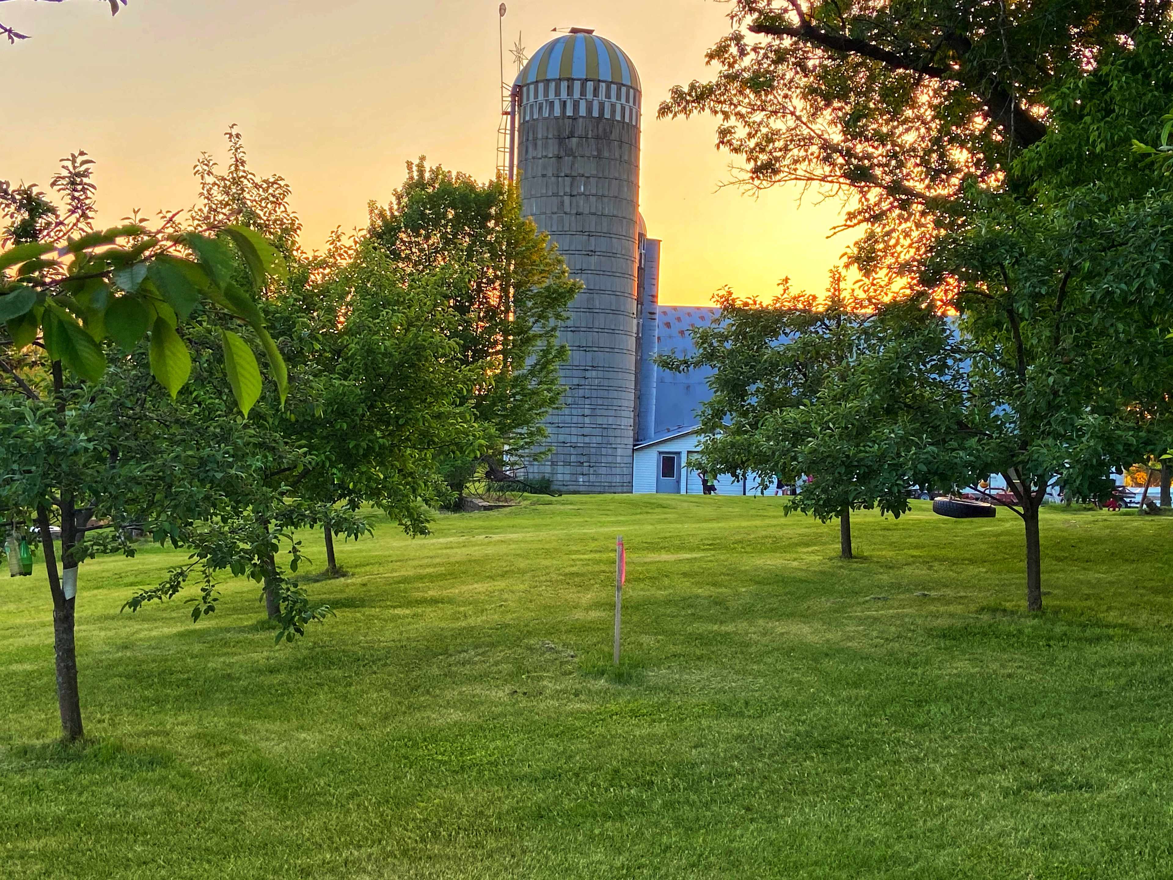 Apple trees and barn