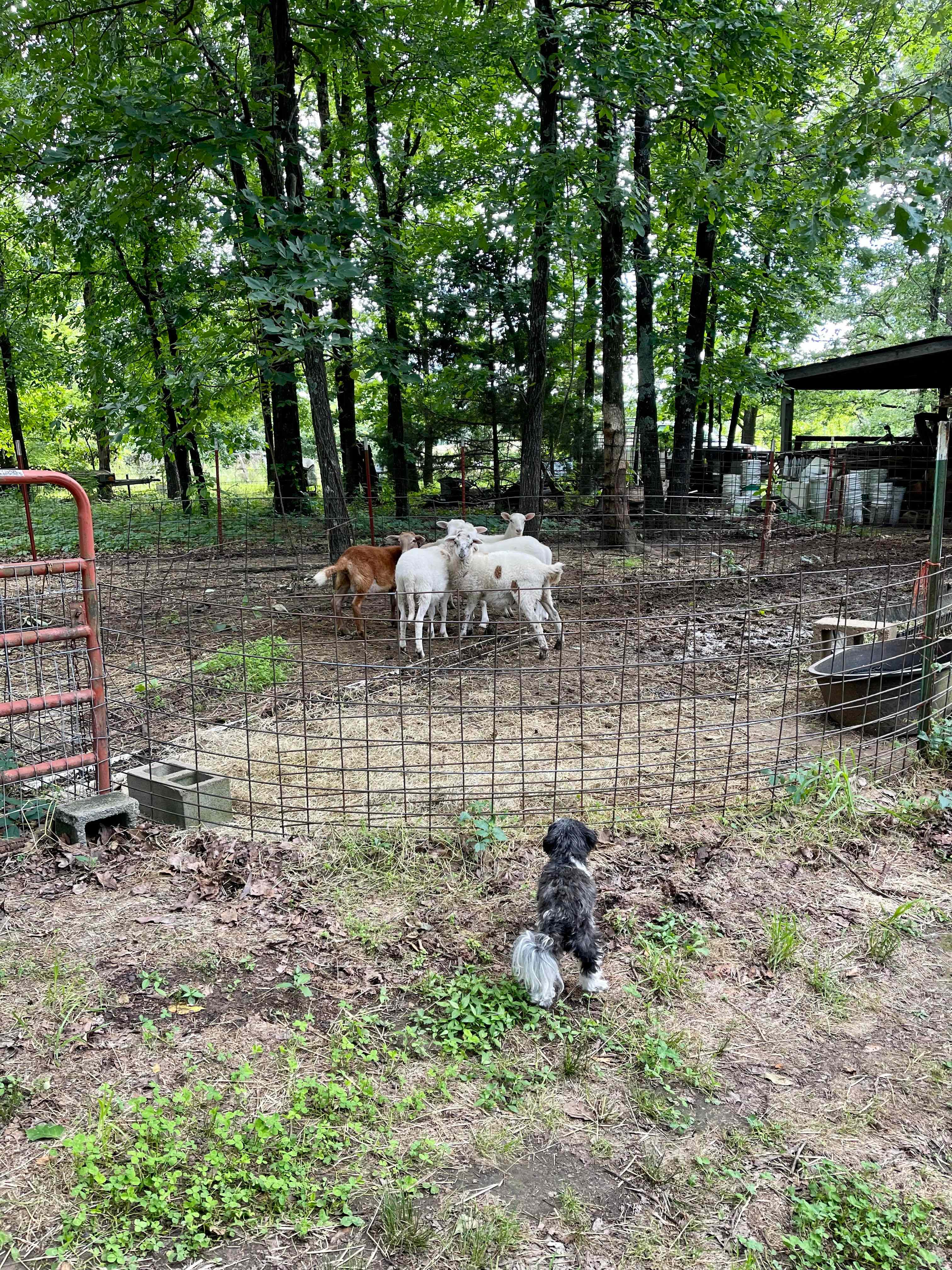 Petit Jean Farm Orchard
