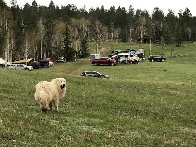 Bailey surveying campers.