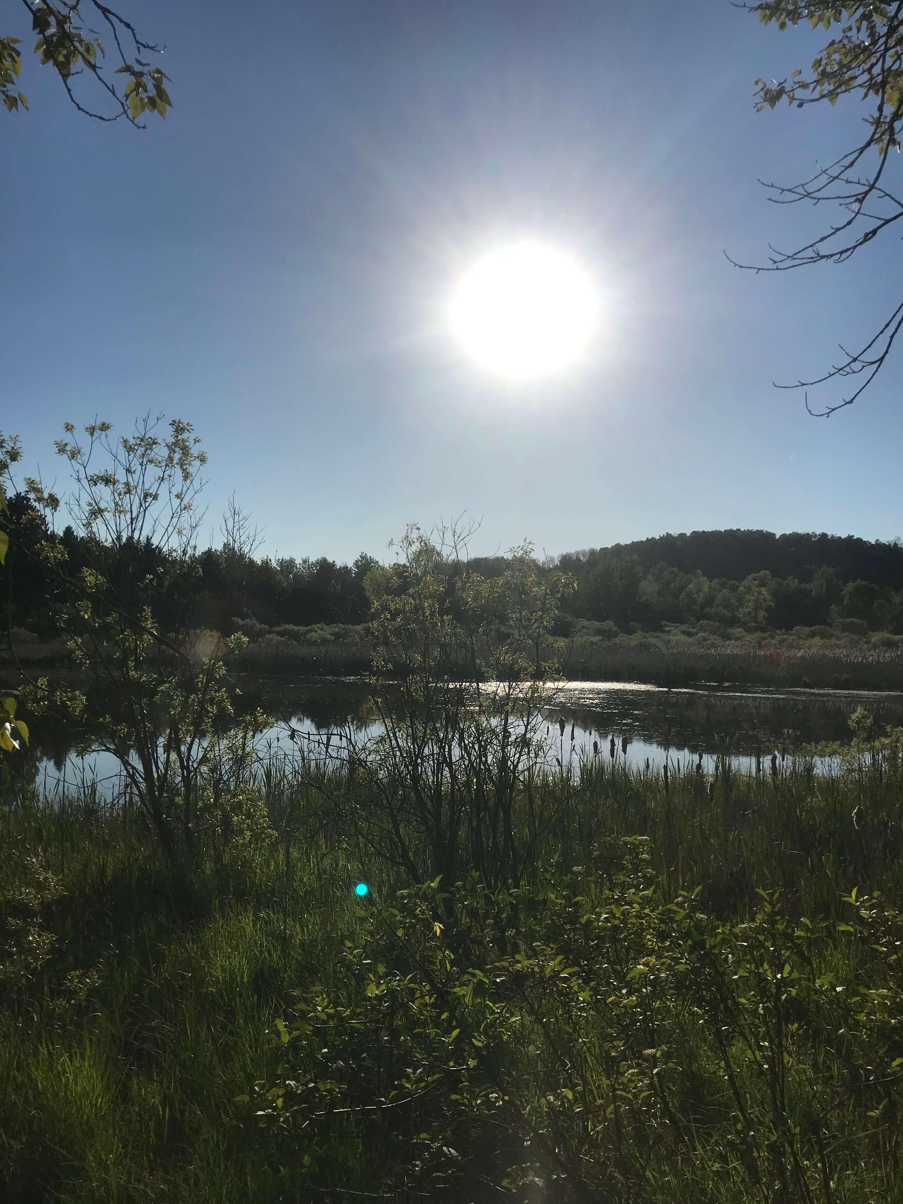 Silver Marsh/Pond view from site