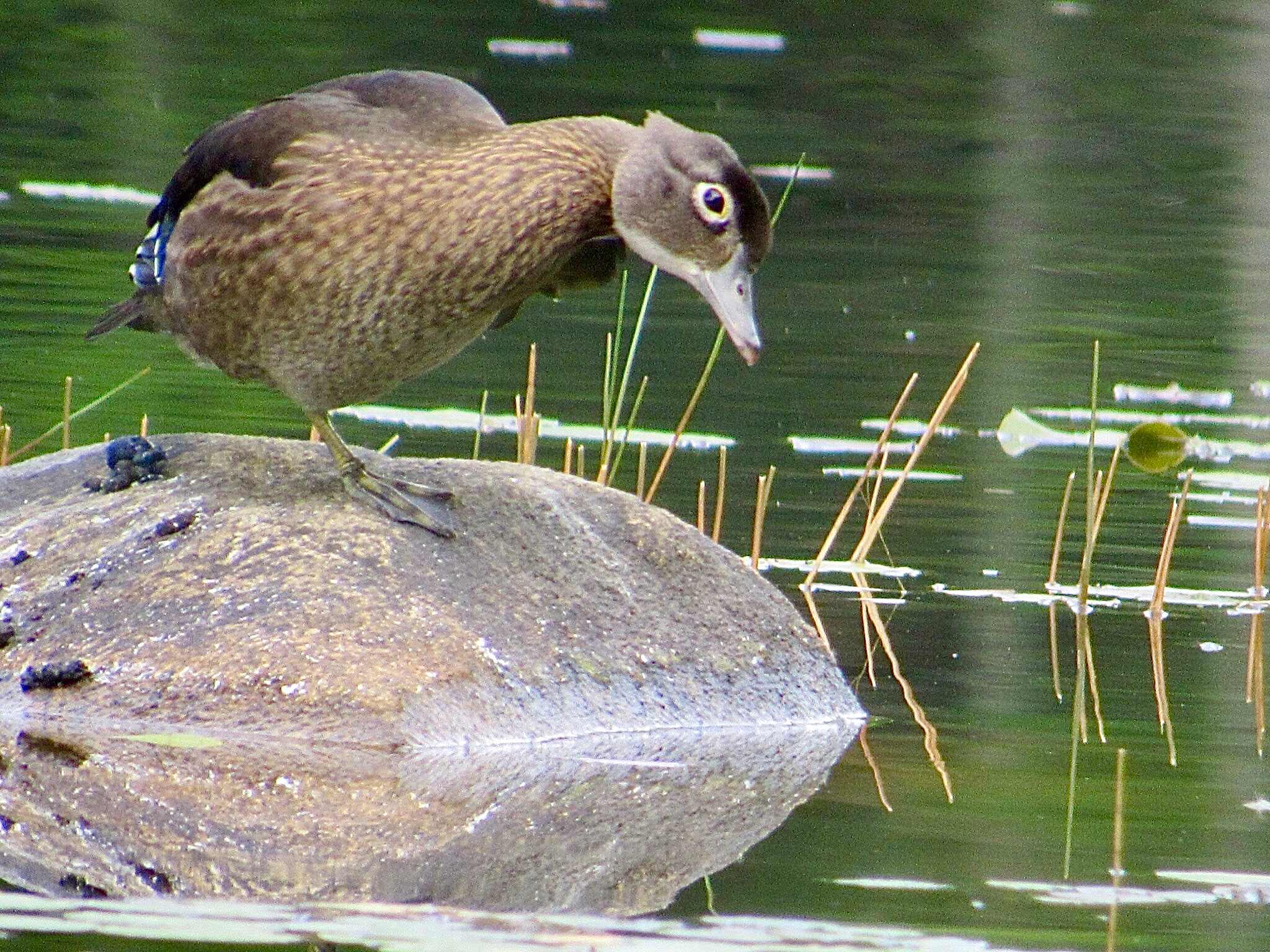 The Lonely Loon