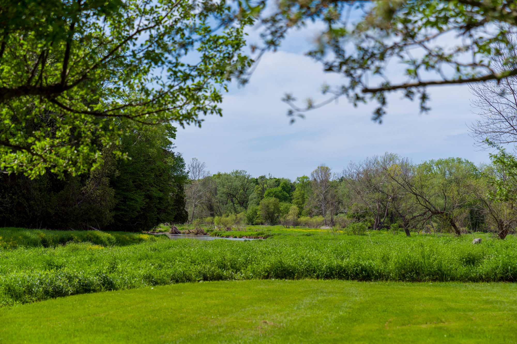 View of the Maitland River where it meets Hopkins Creek, from the apple orchard.