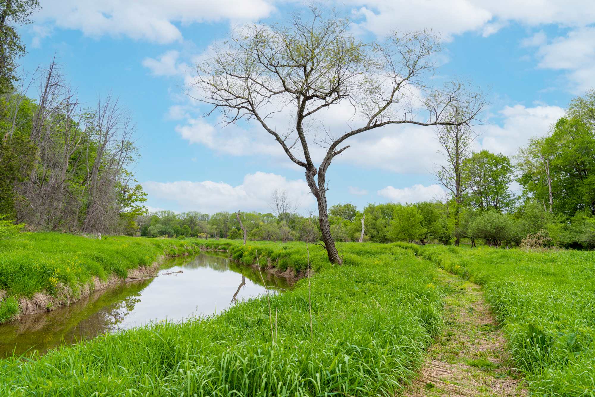 Hopkins Creek and the walking trail.