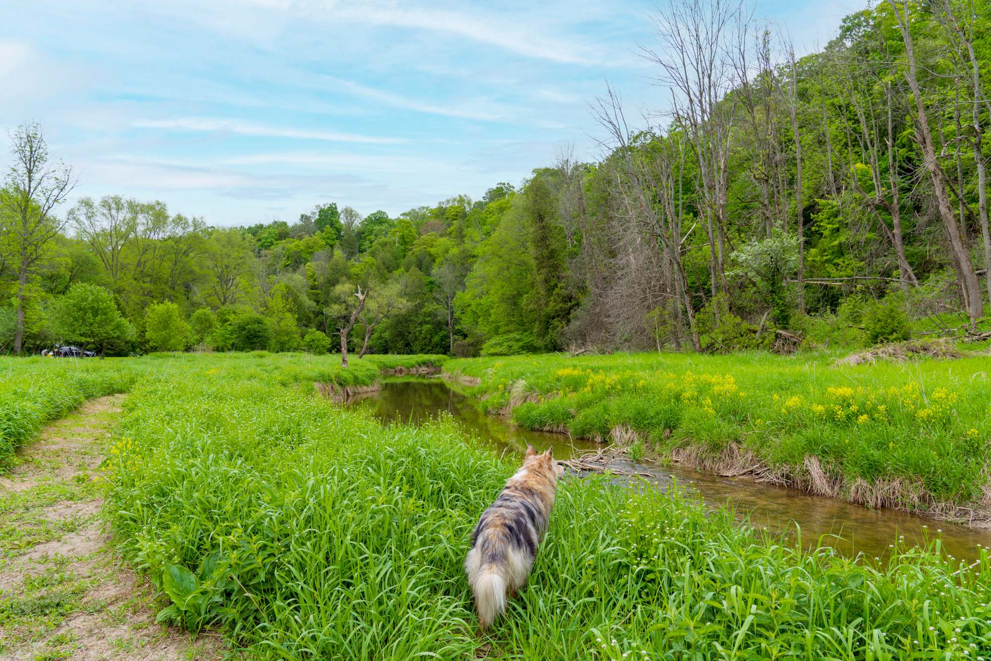 Hopkins Creek - fun for your four legged friends to explore!
