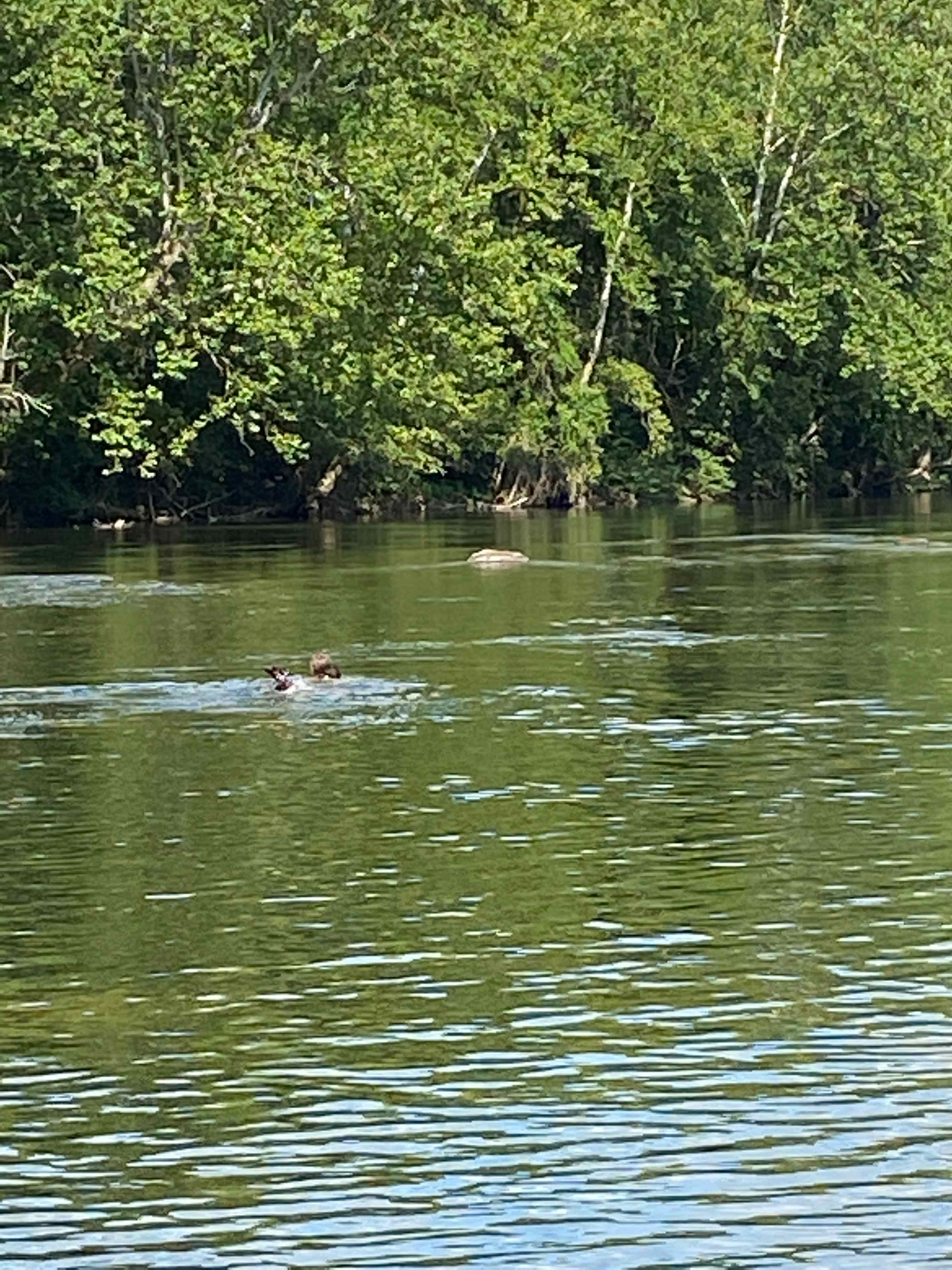 Camping in the shade on the river