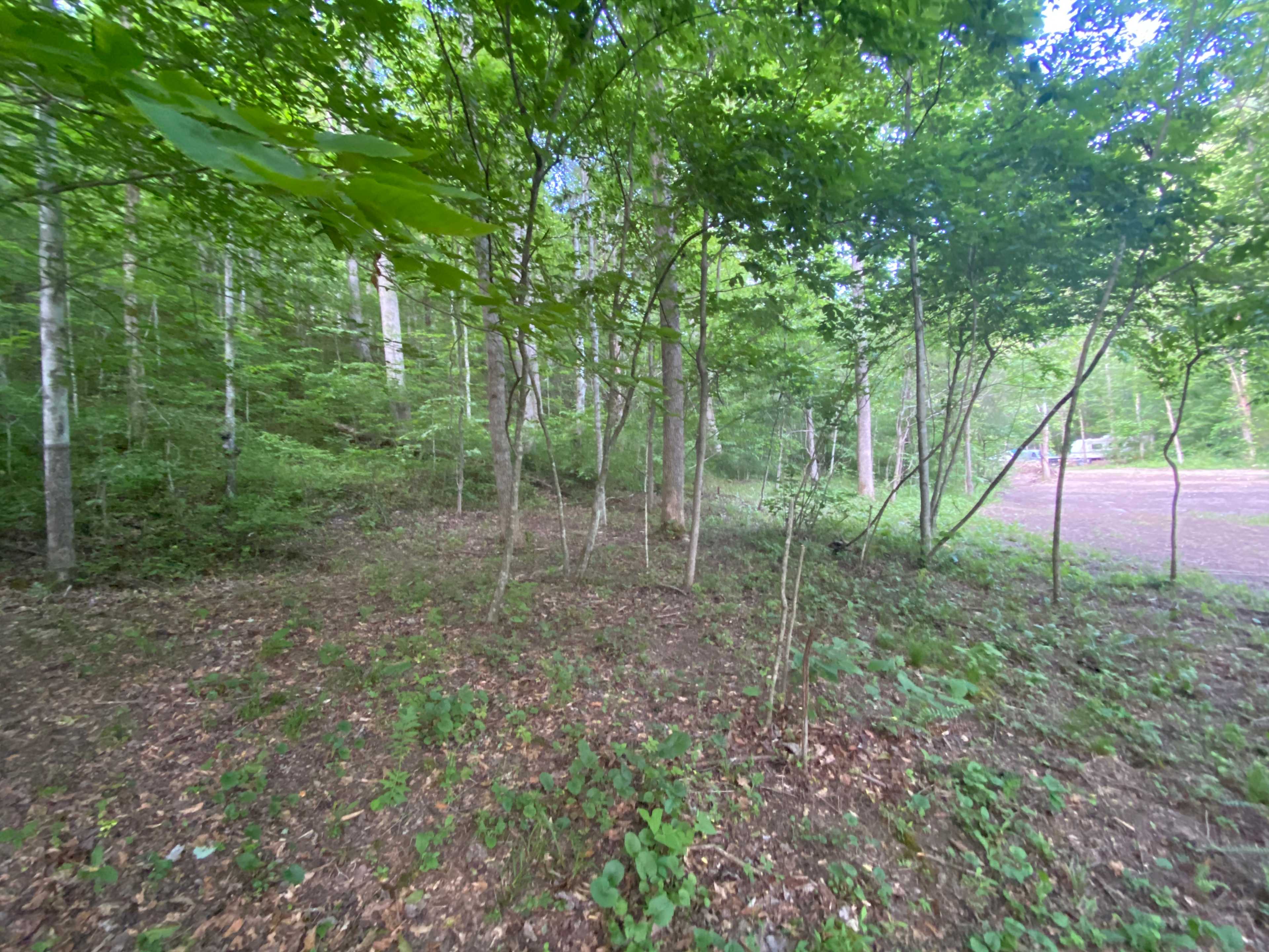 partial view of this large site plenty of room for an rv and guest tent!