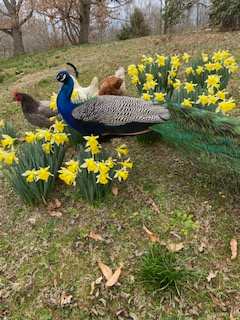 Farmhouse Gallery & Gardens