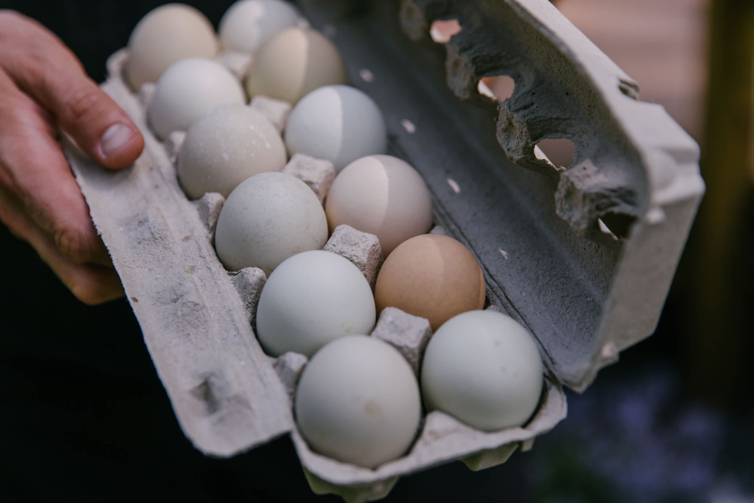 Fresh free range eggs for brekkie