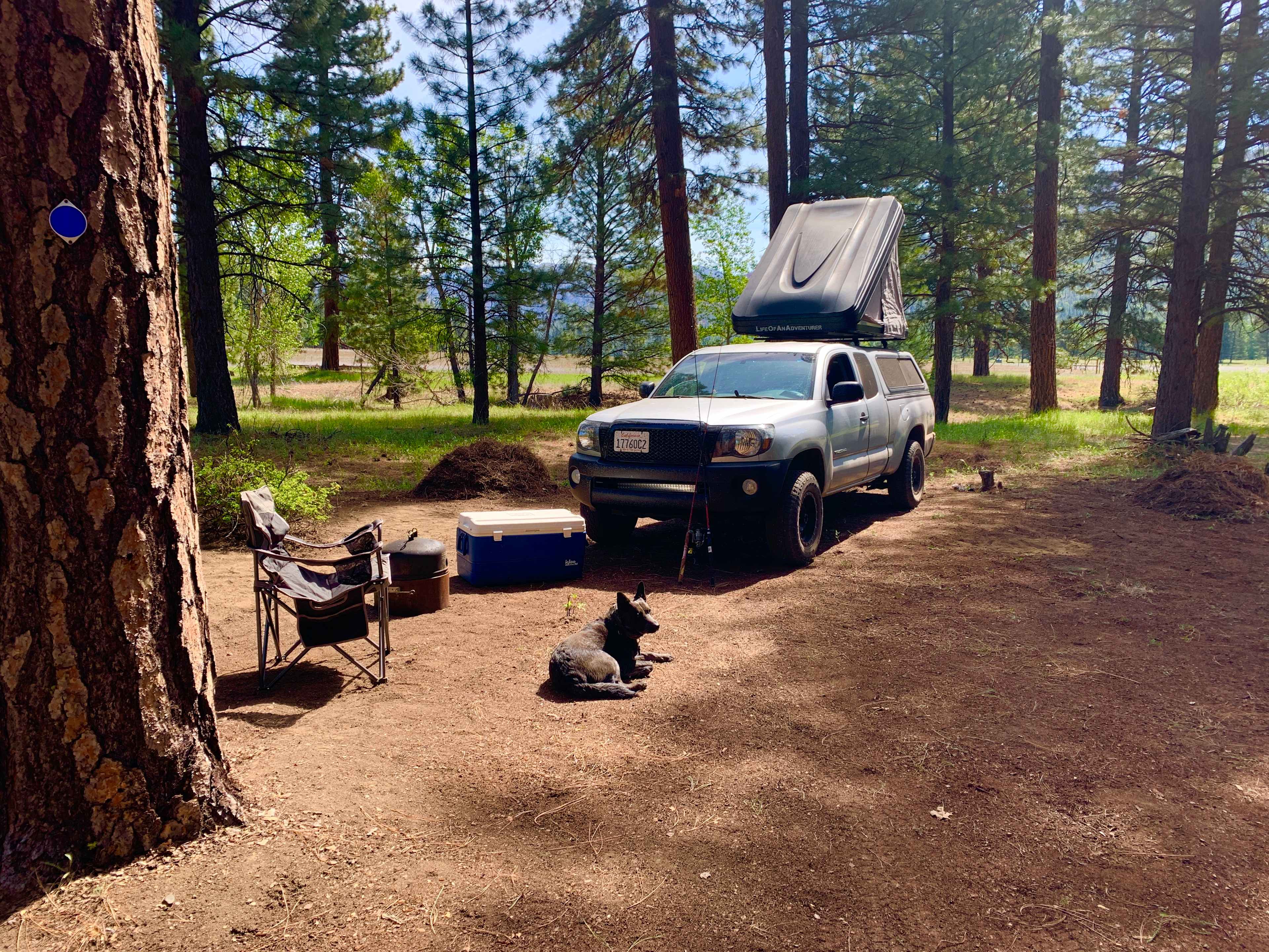 Camper with their dog.
