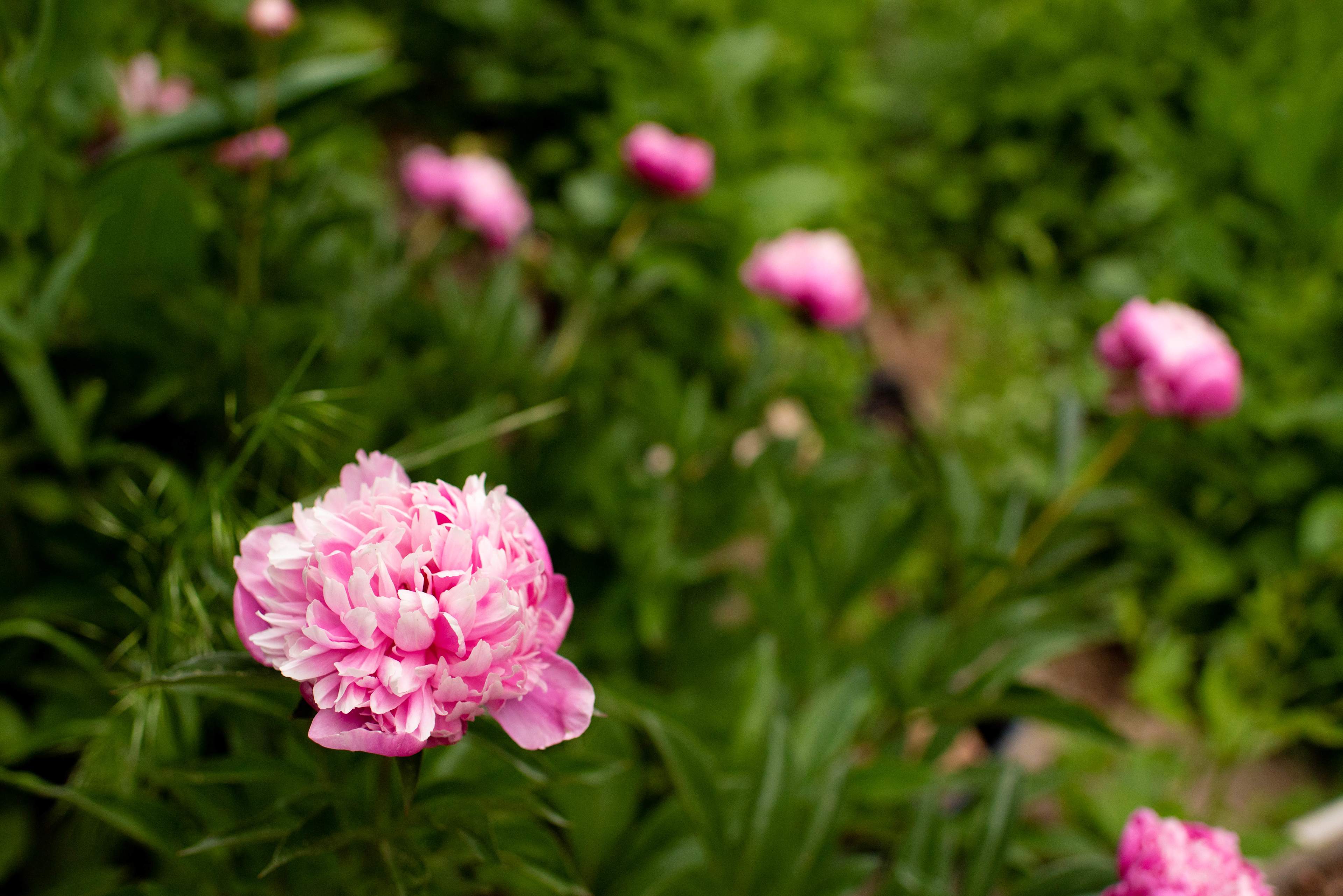 flowers on property