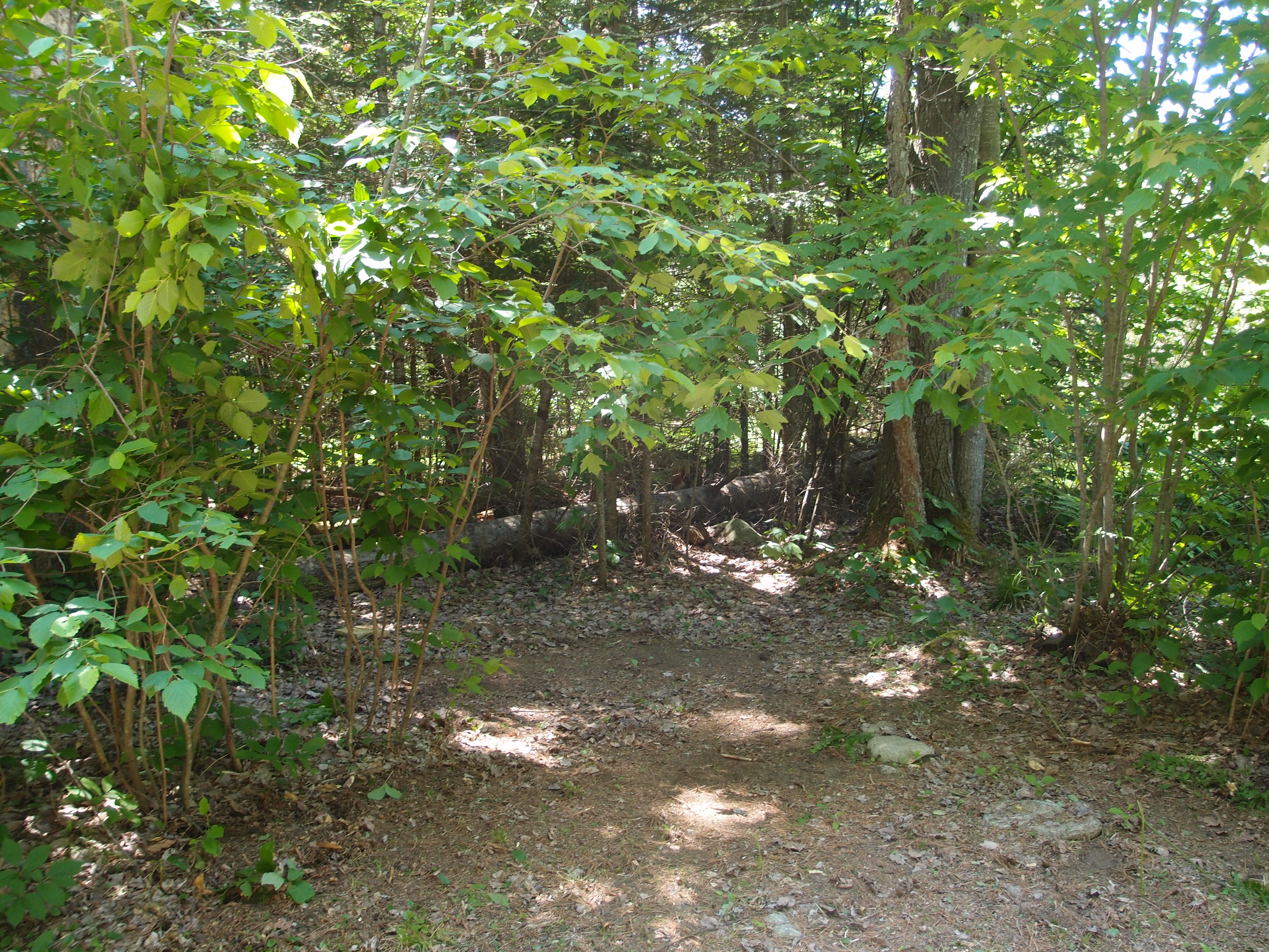Site #3 - TUCKAWAY tent site tuck-away on the left  